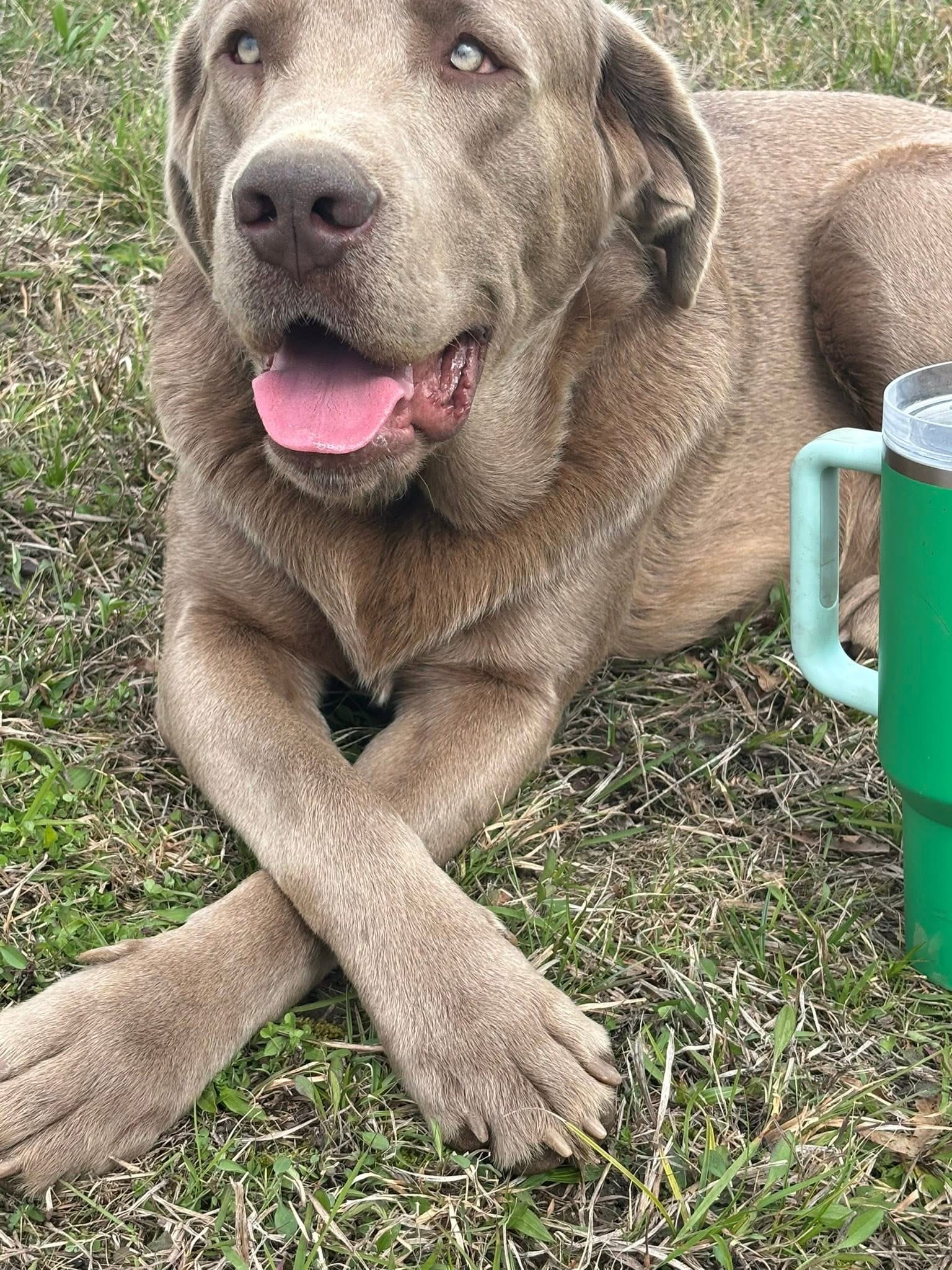 Copper – Labrador Retriever puppy for sale in Gadsden, AL