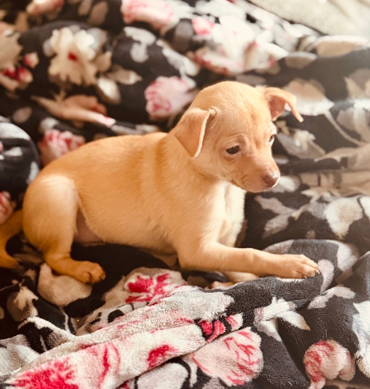 Goldie – Chihuahua puppy for sale in Avon Park, FL