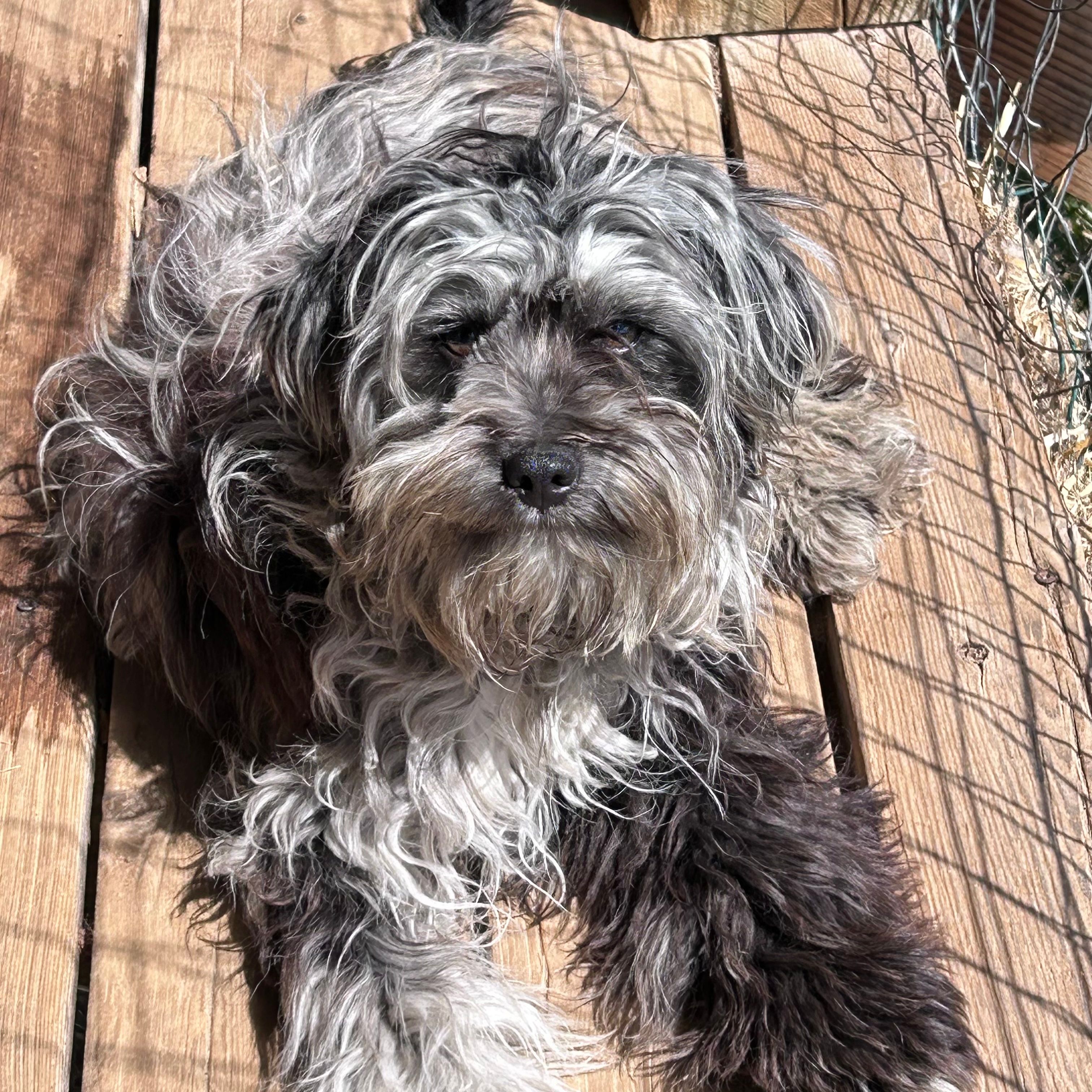 Cuddles – Cavapoo puppy for sale in Lakewood, WI