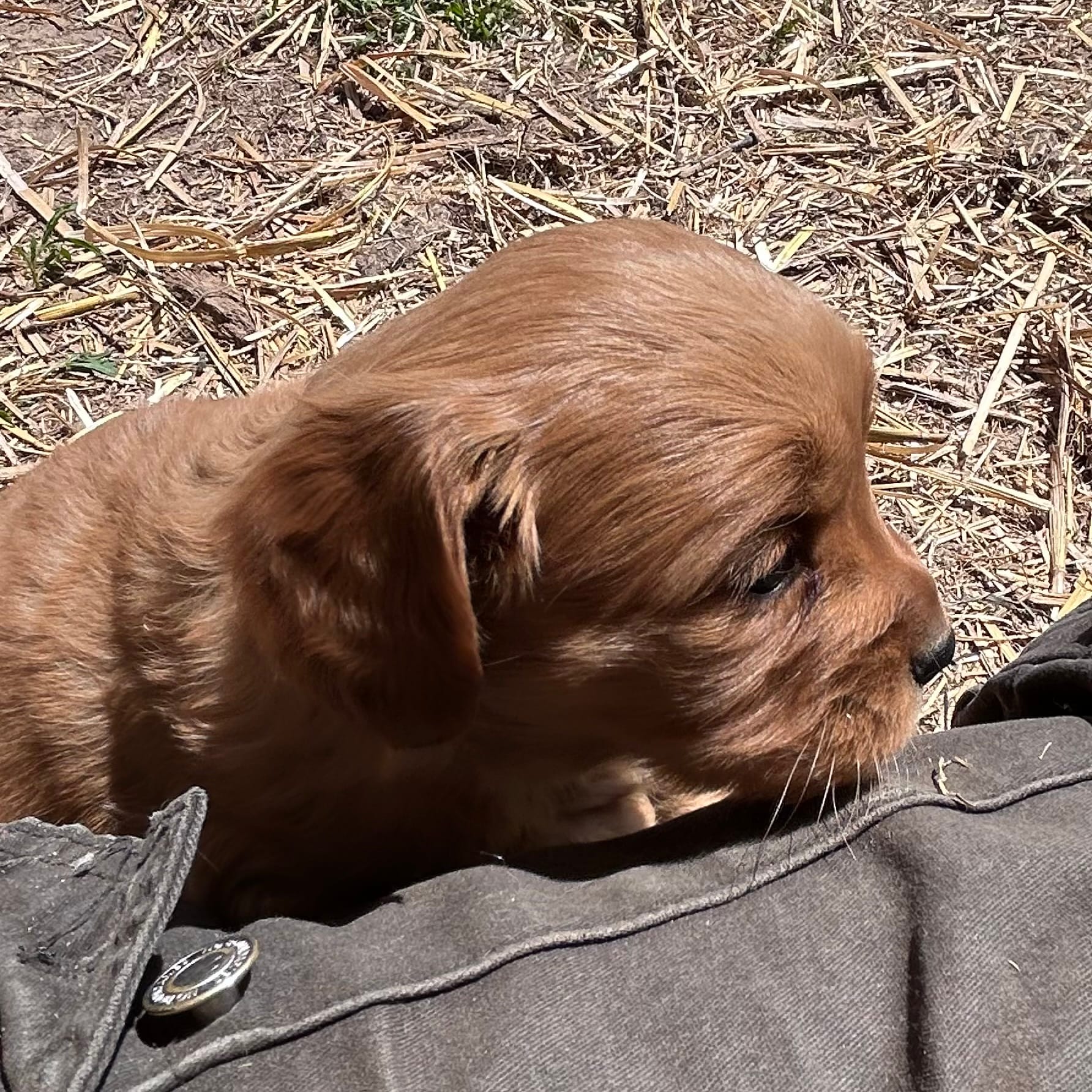 Small girl – Golden Retriever, Miniature Golden Retriever puppy for sale in Lakewood, WI