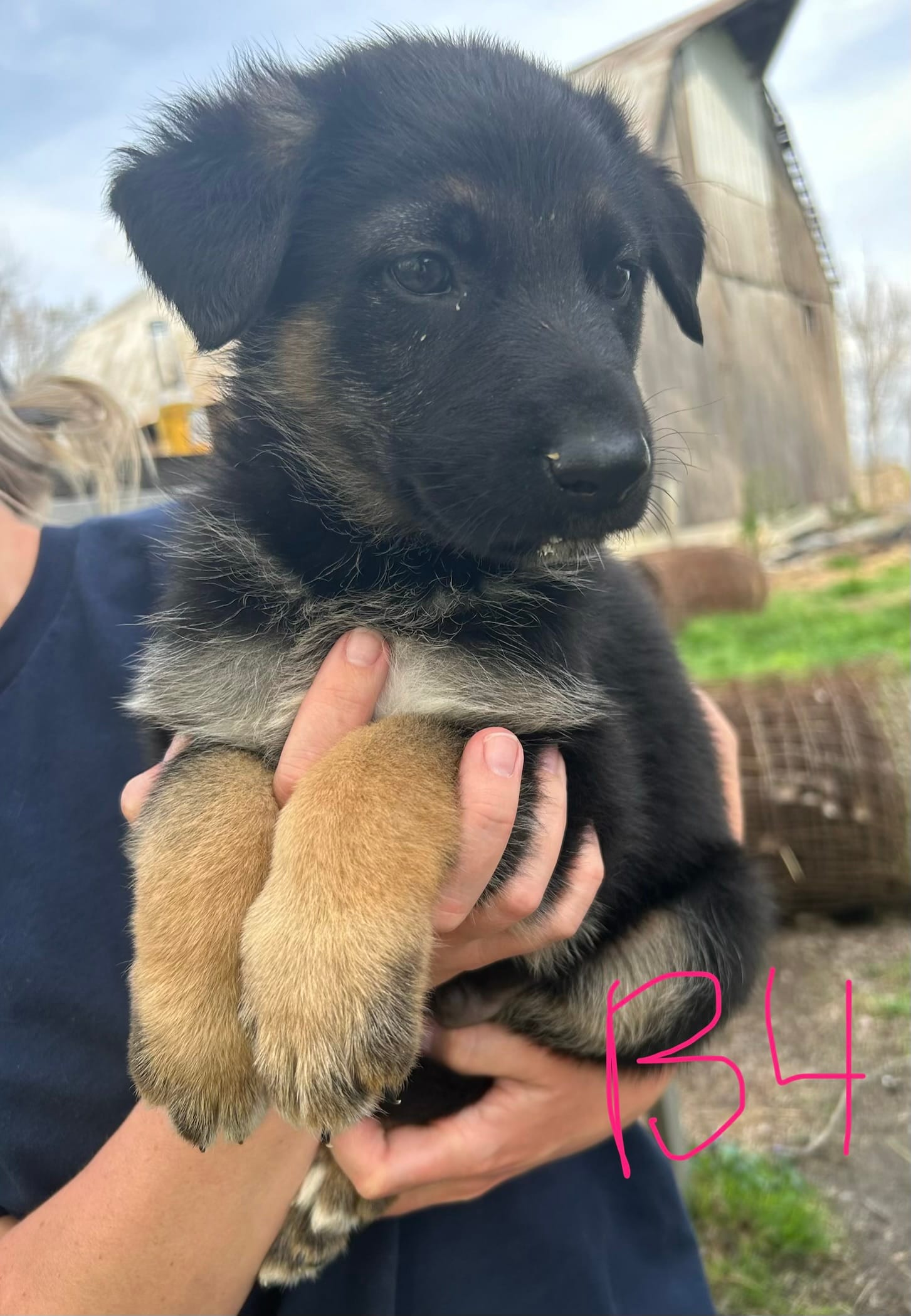 Boy 3 – German Shepherd Dog puppy for sale in Montgomery, IN