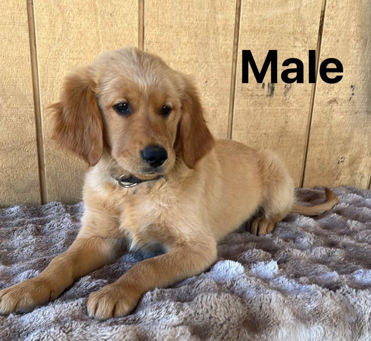 Bruno  – Golden Retriever puppy for sale in Lodi, CA