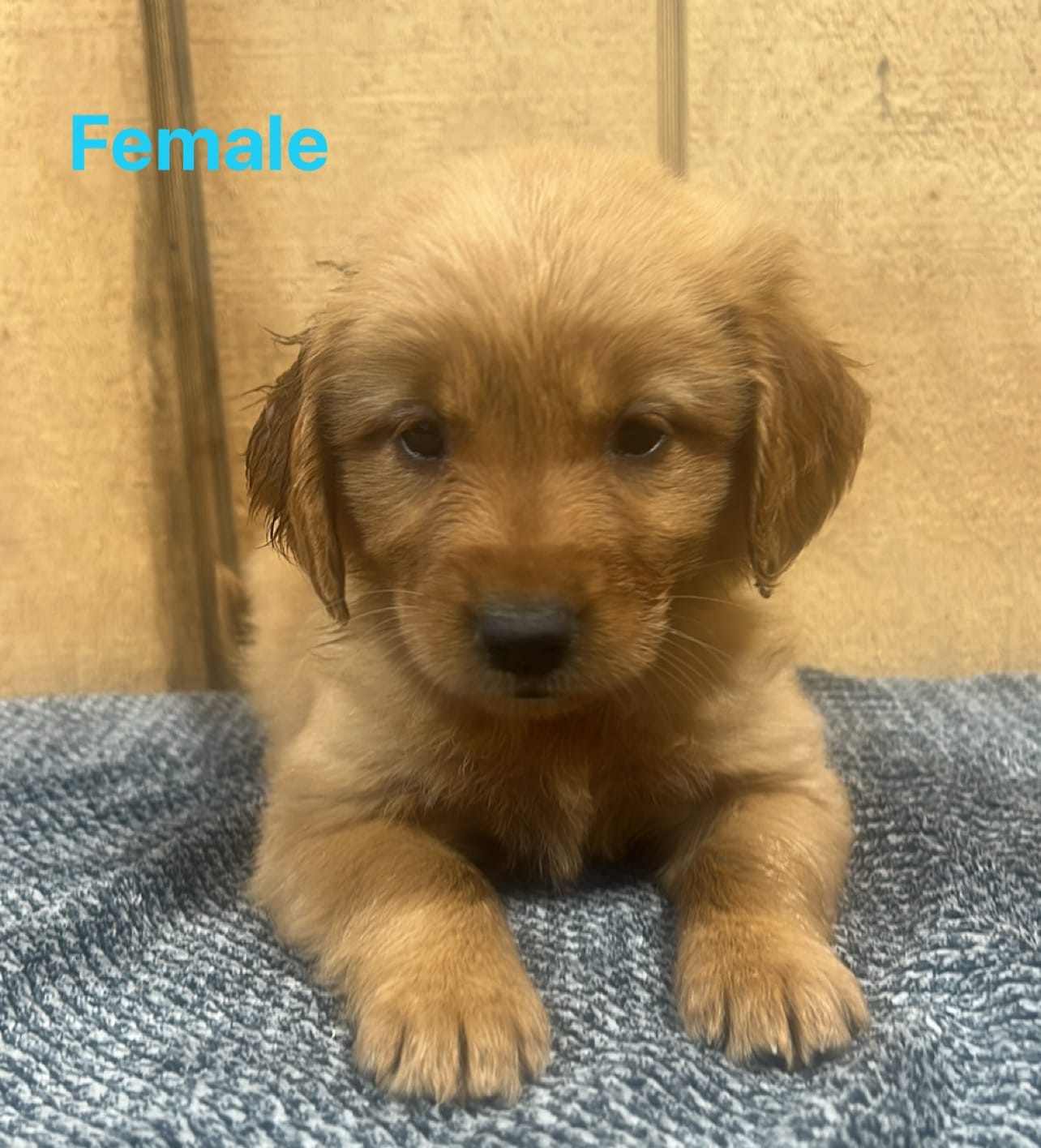 Nora  – Golden Retriever puppy for sale in Lodi, CA