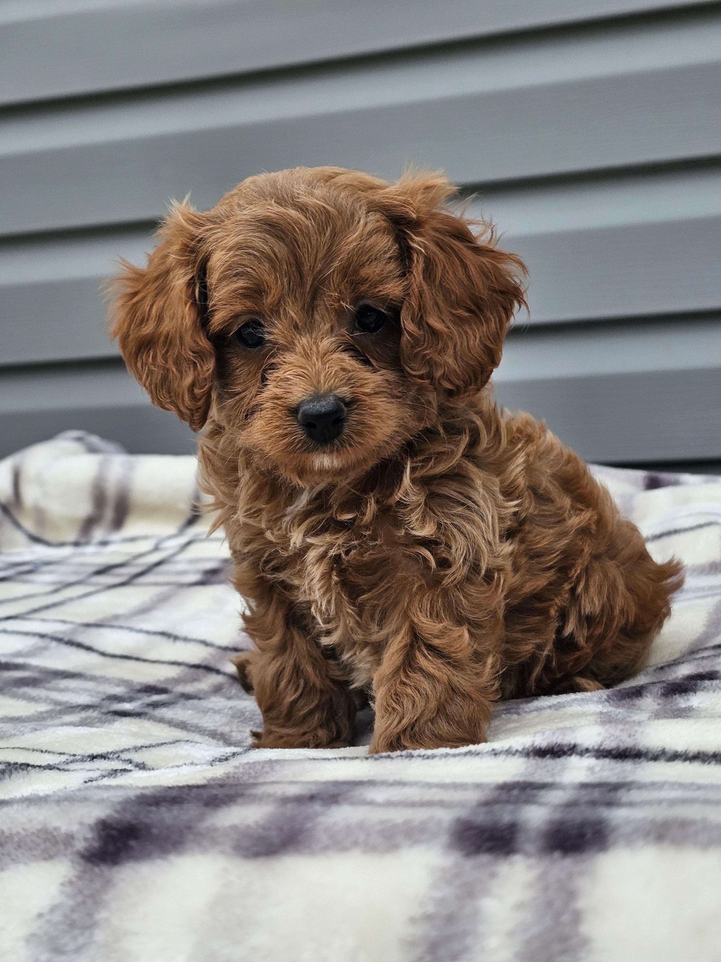 Eagan – Cavapoo puppy for sale in Jamesport, MO