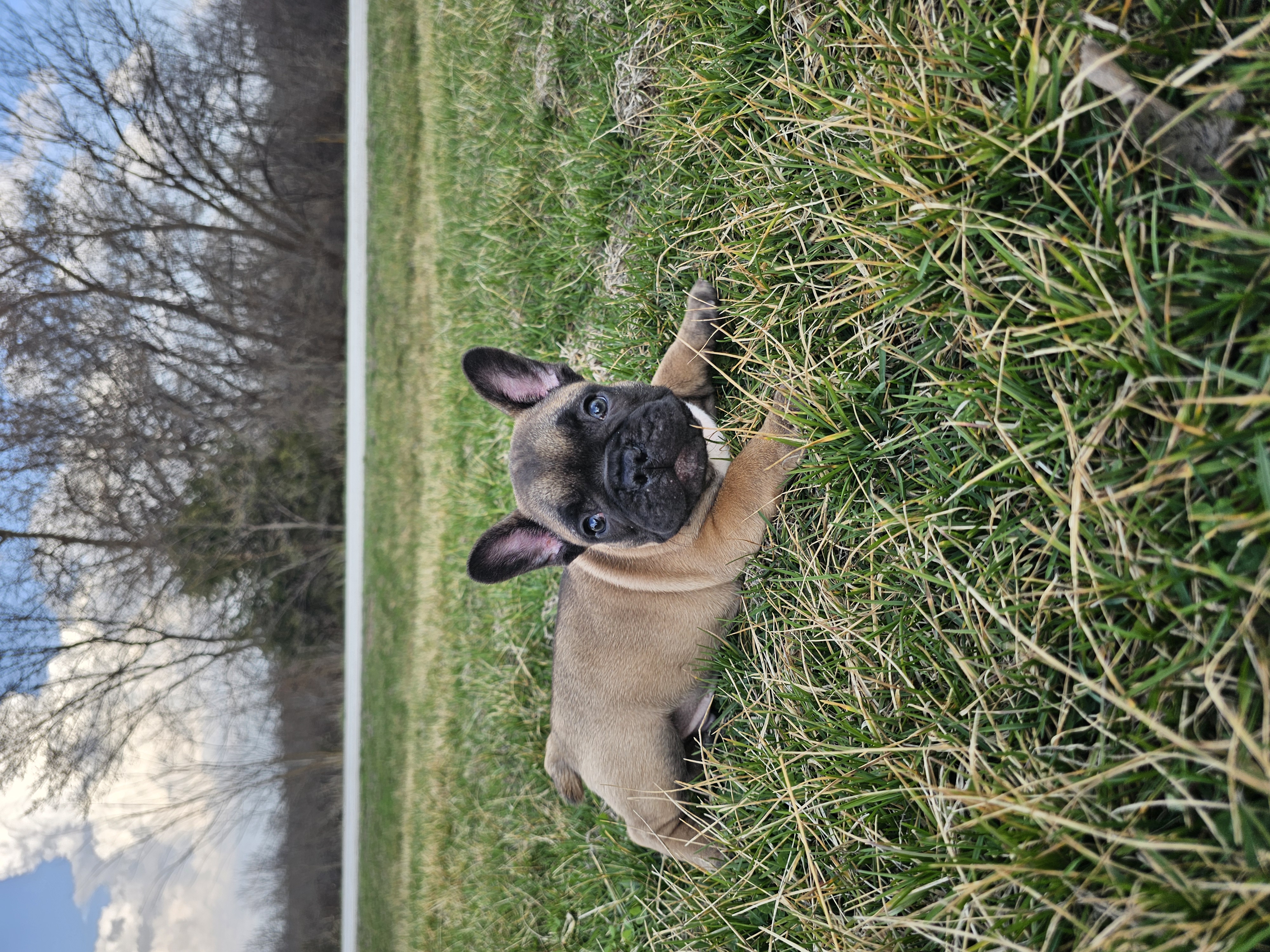 Biscuit  – French Bulldog puppy for sale in Jamesport, MO