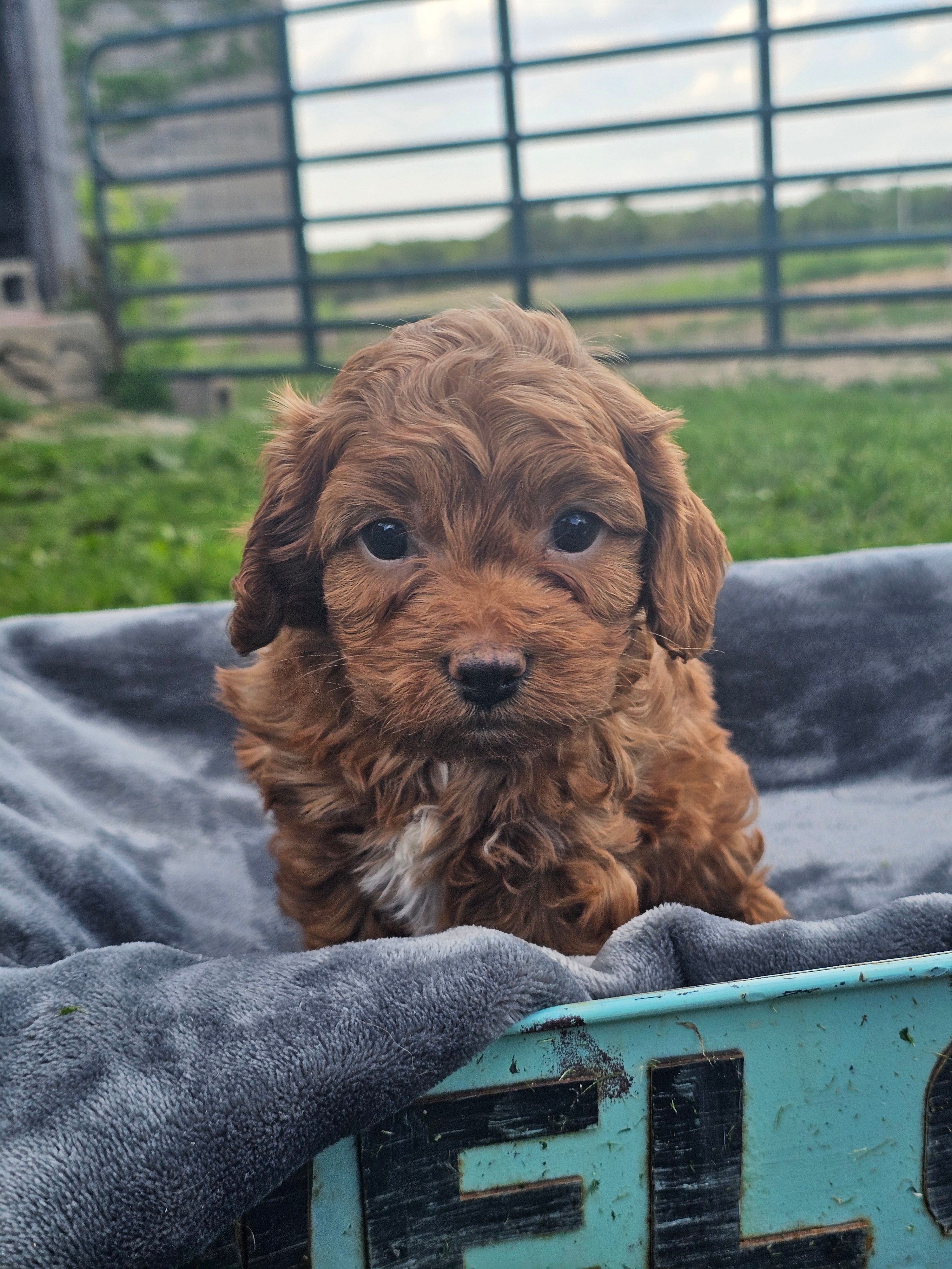 Daphne  – Cavapoo puppy for sale in Jamesport, MO