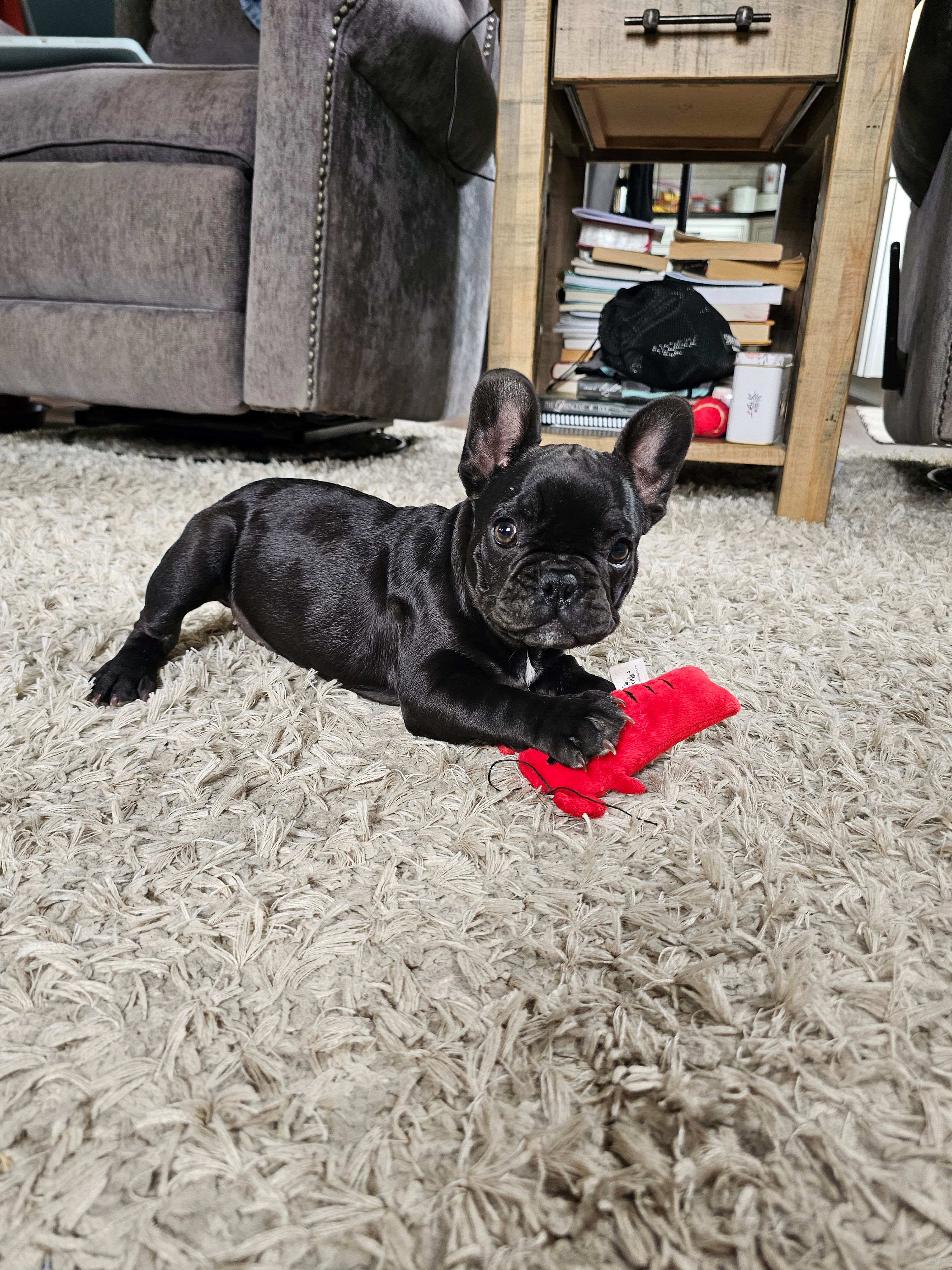 Bagel – French Bulldog puppy for sale in Jamesport, MO