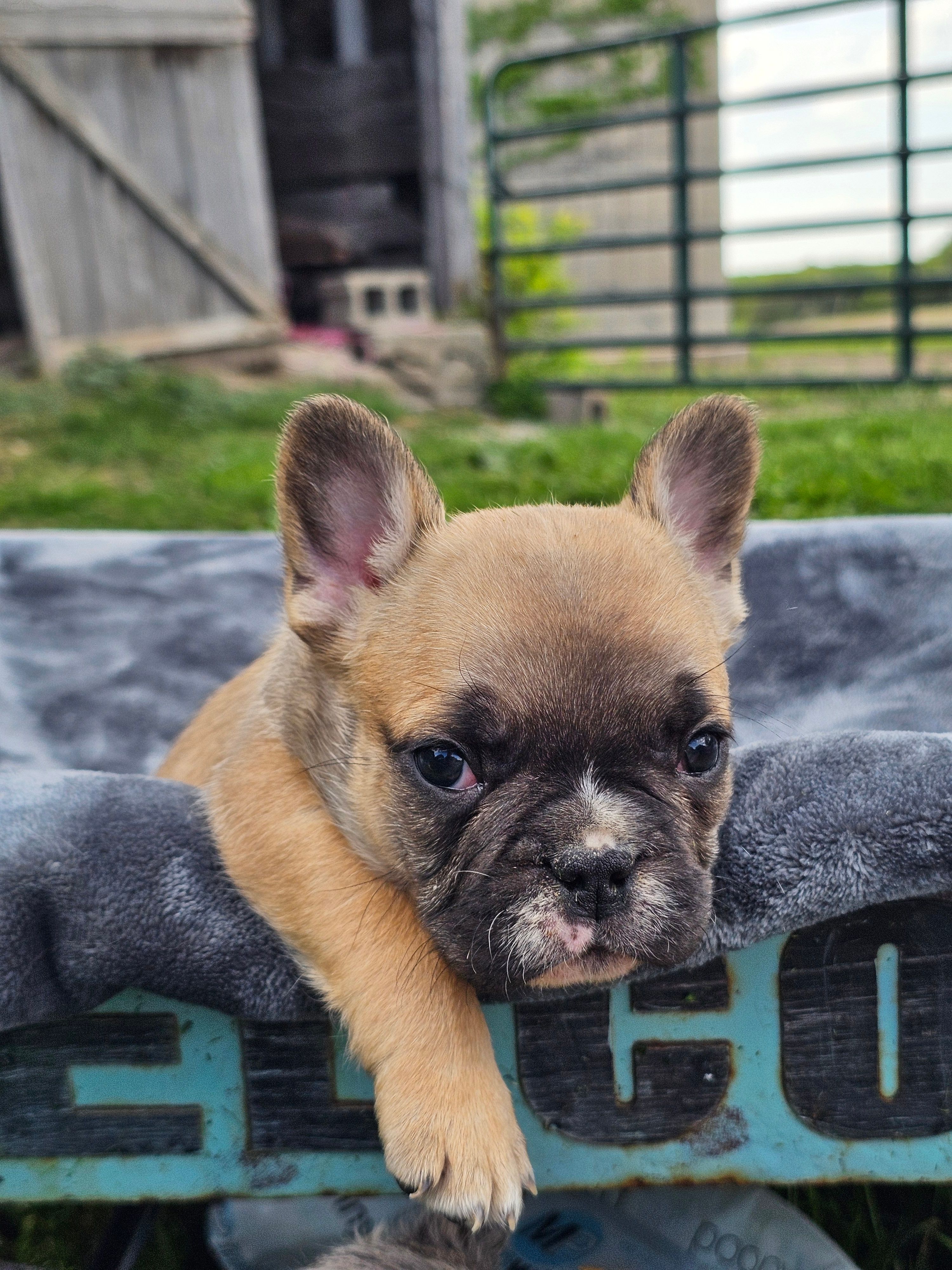 Cedar – French Bulldog puppy for sale in Jamesport, MO