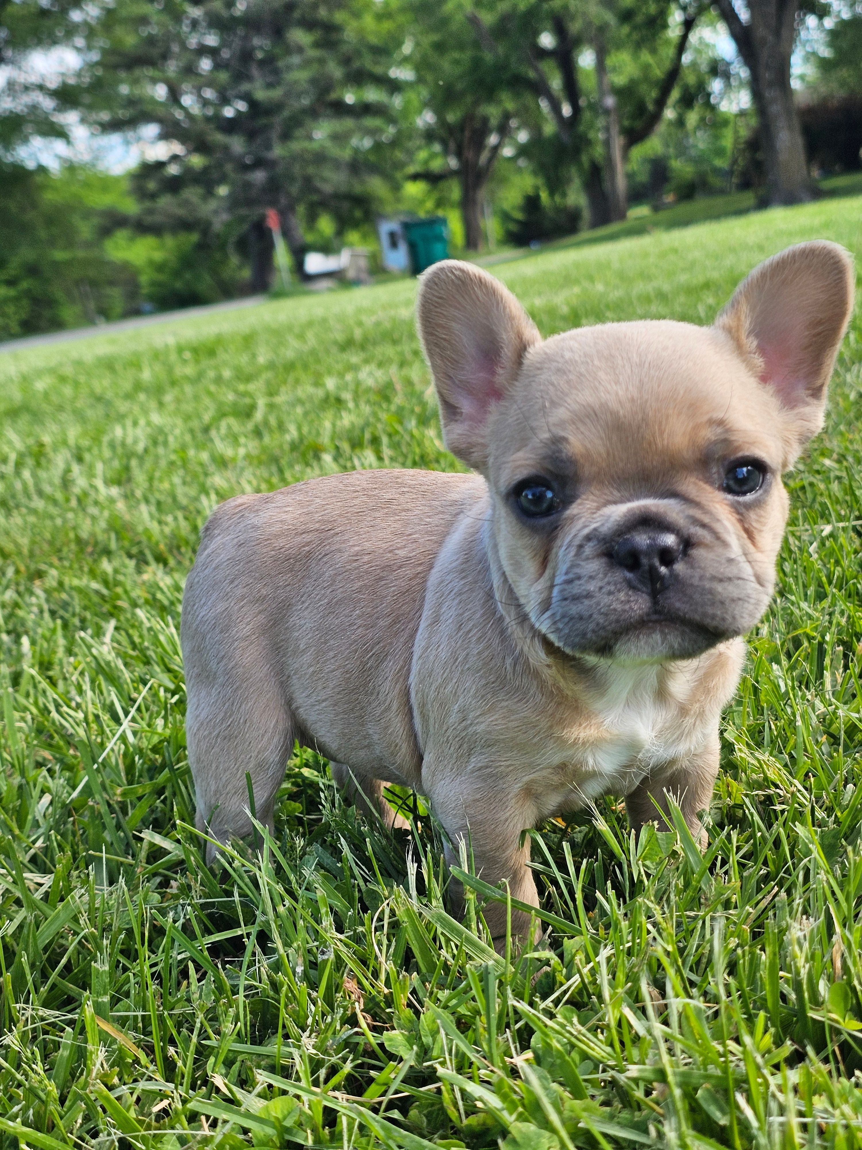 Clover – French Bulldog puppy for sale in Jamesport, MO