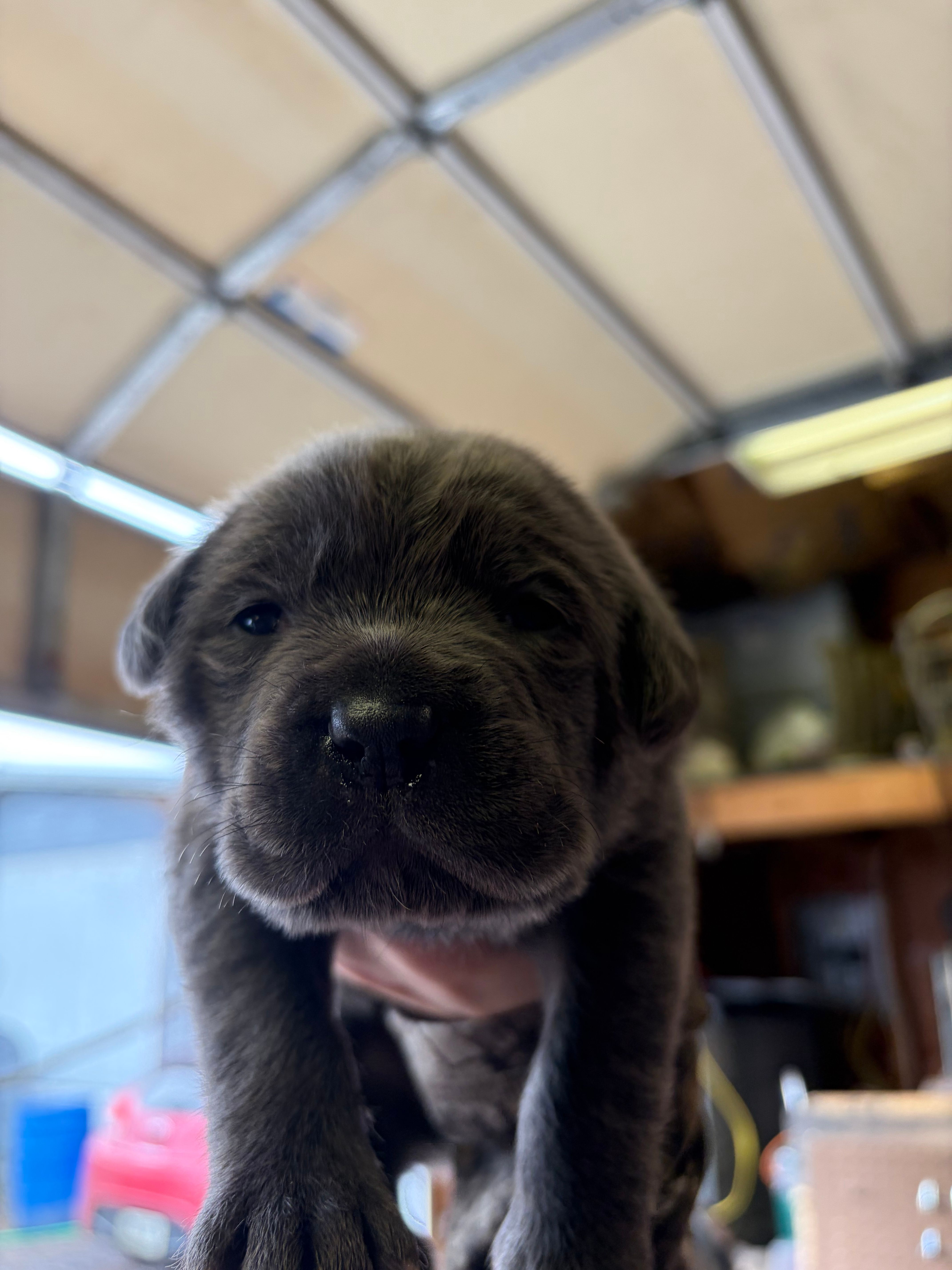 Female 2  – Cane Corso puppy for sale in Beech Creek, PA