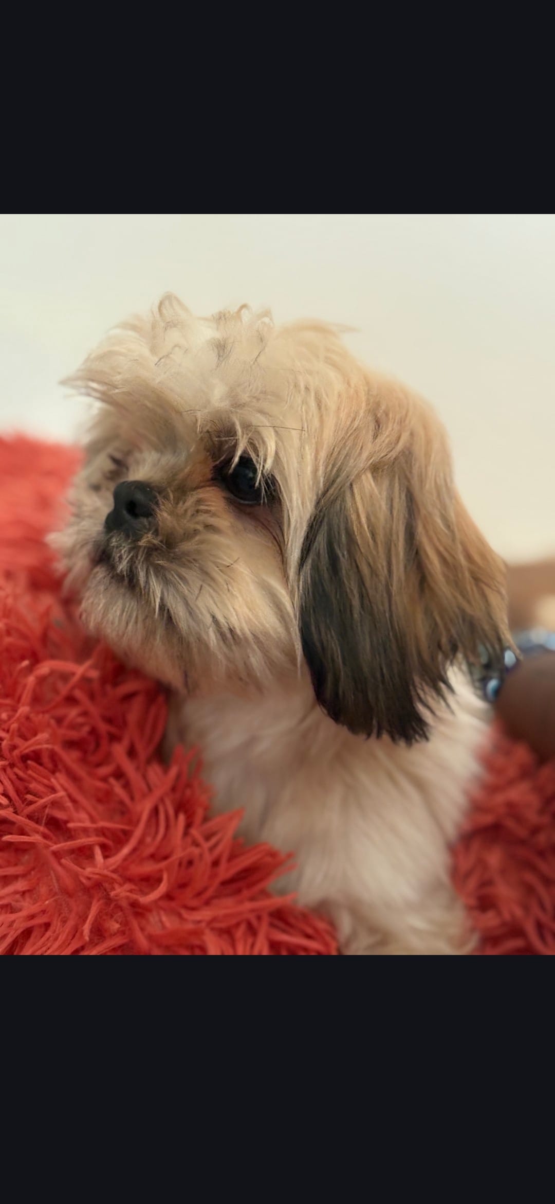 Rocky  – Shih Tzu puppy for sale in Pensacola, FL