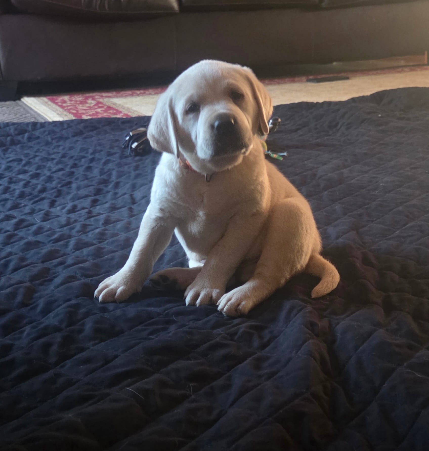 Rip – Labrador Retriever puppy for sale in Mansfield, MO