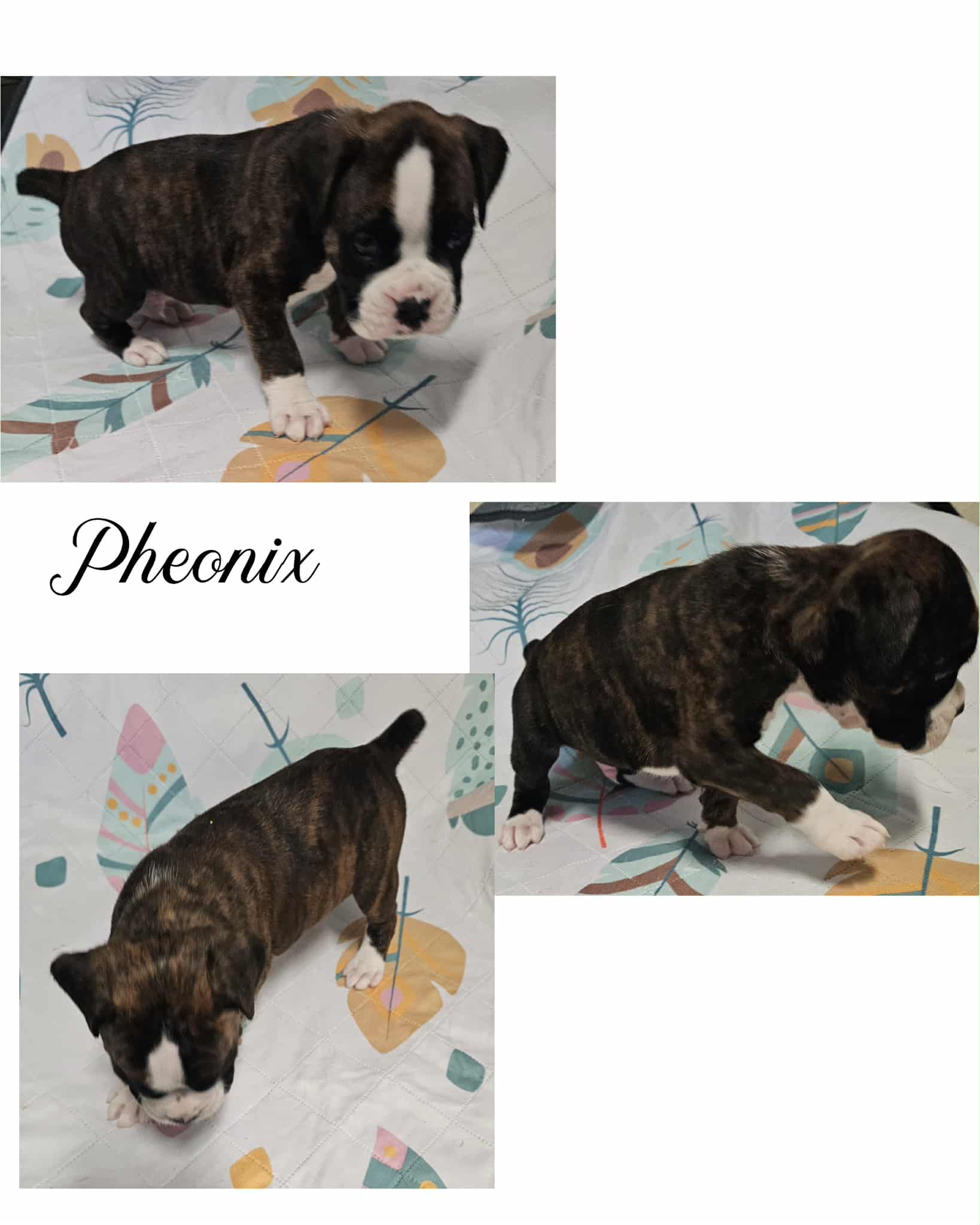 PHEONIX – Boxer puppy for sale in New London, IA