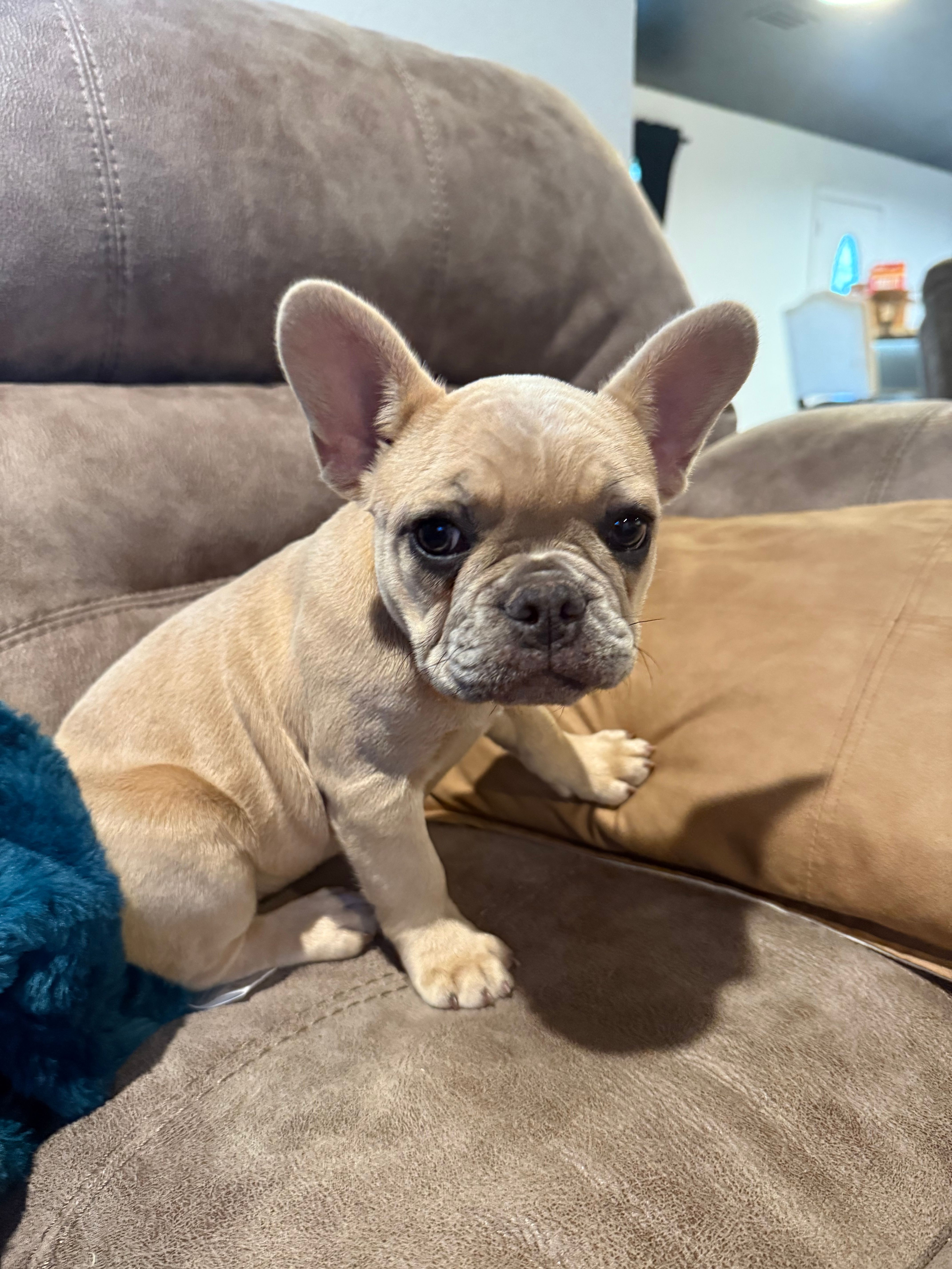 Cloudy – French Bulldog puppy for sale in Red Oak, OK