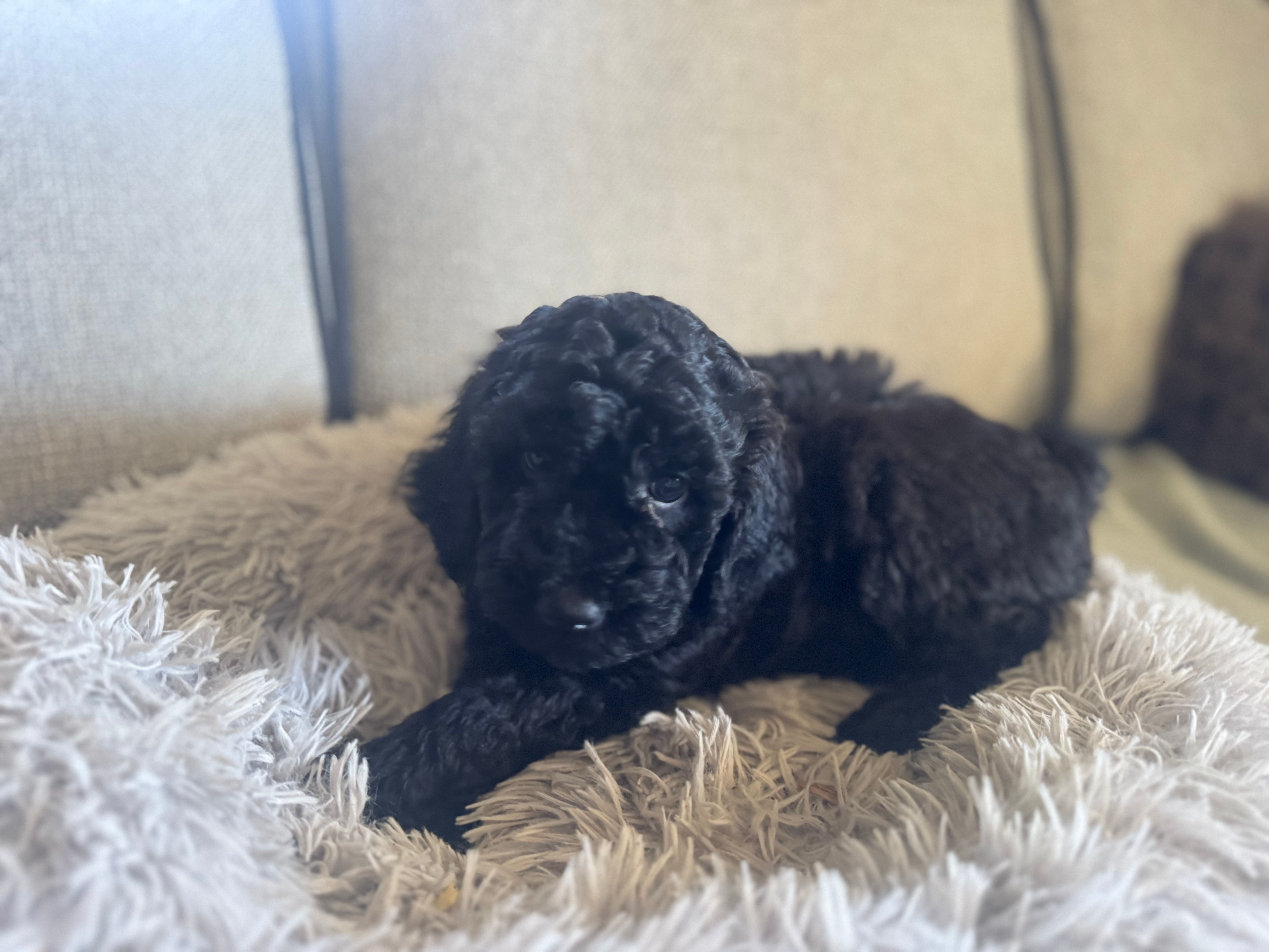 Norm – Miniature Goldendoodle puppy for sale in Cambridge, MN