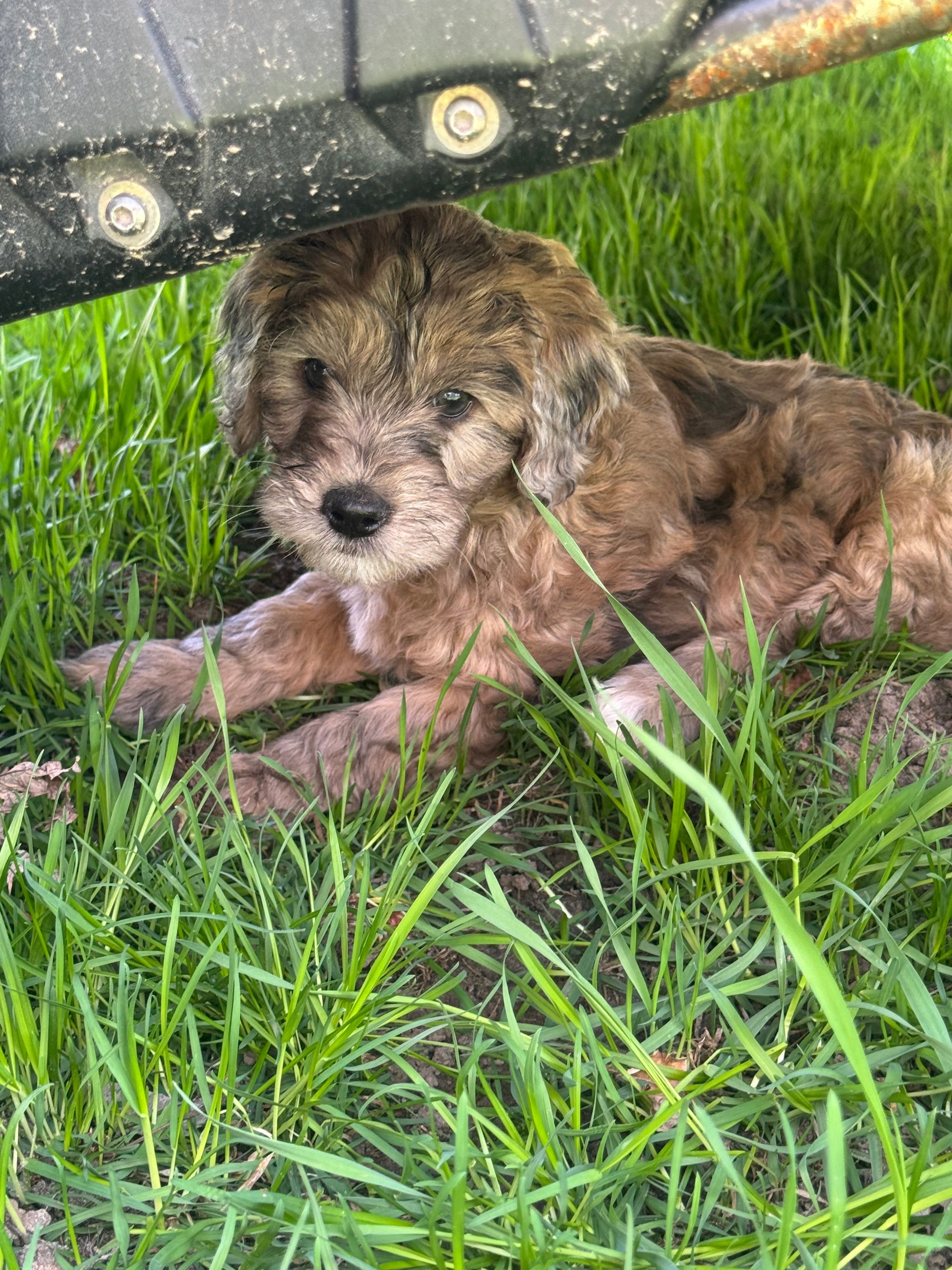 Dotty – Miniature Goldendoodle puppy for sale in Cambridge, MN