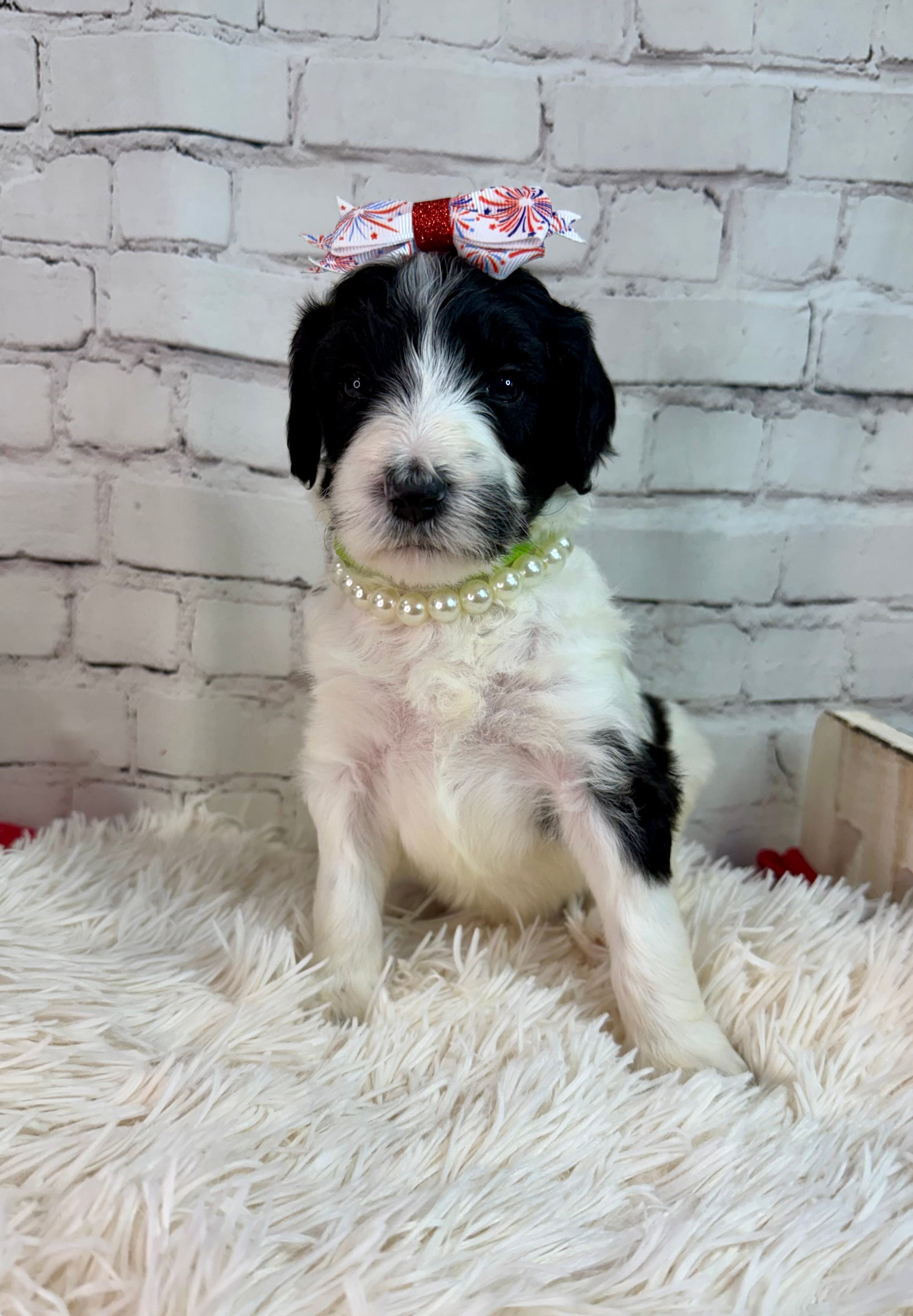 Posey – Shepadoodle puppy for sale in Concord, NC