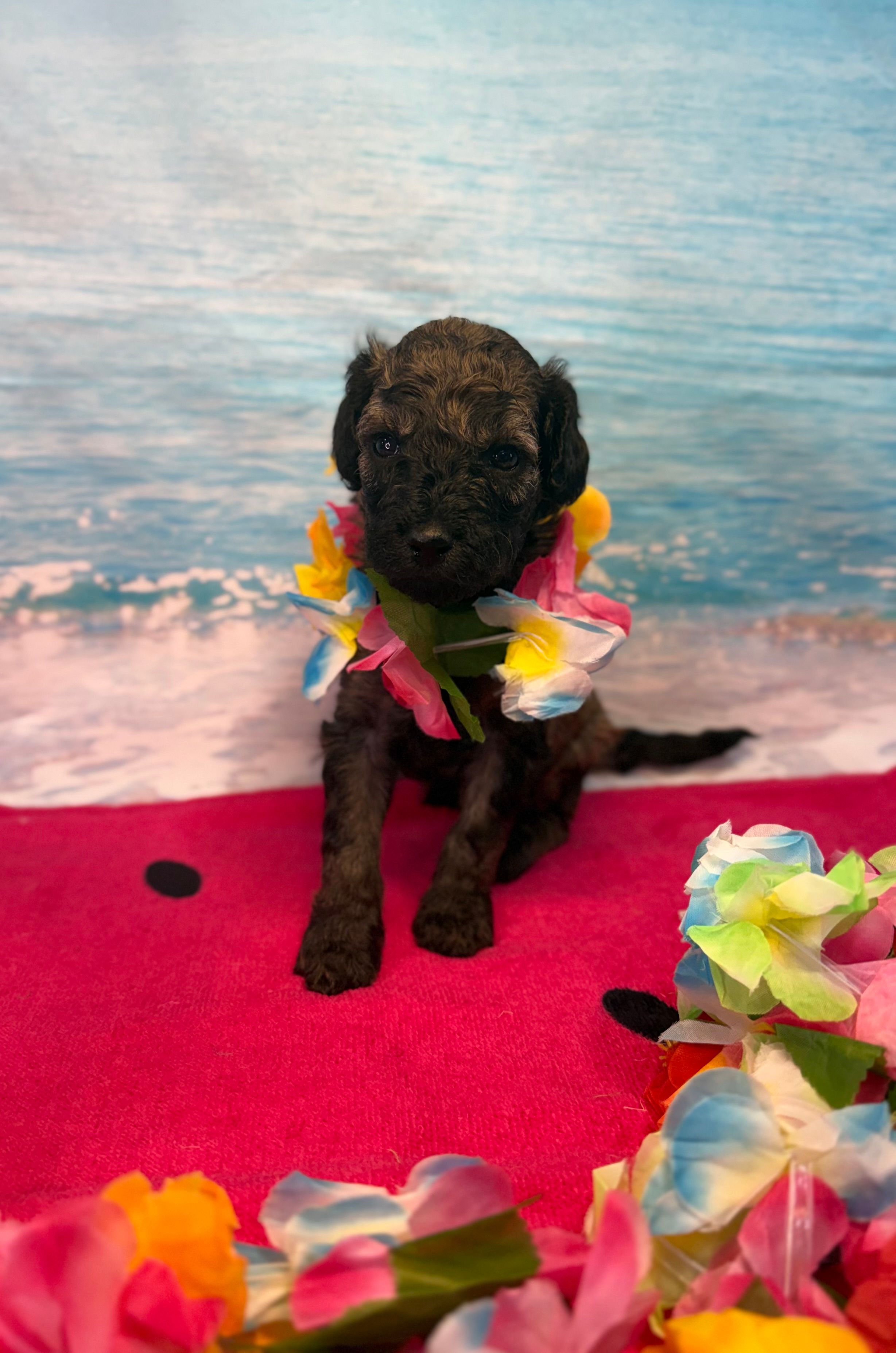 Rosa – Miniature Bernedoodle puppy for sale in Concord, NC