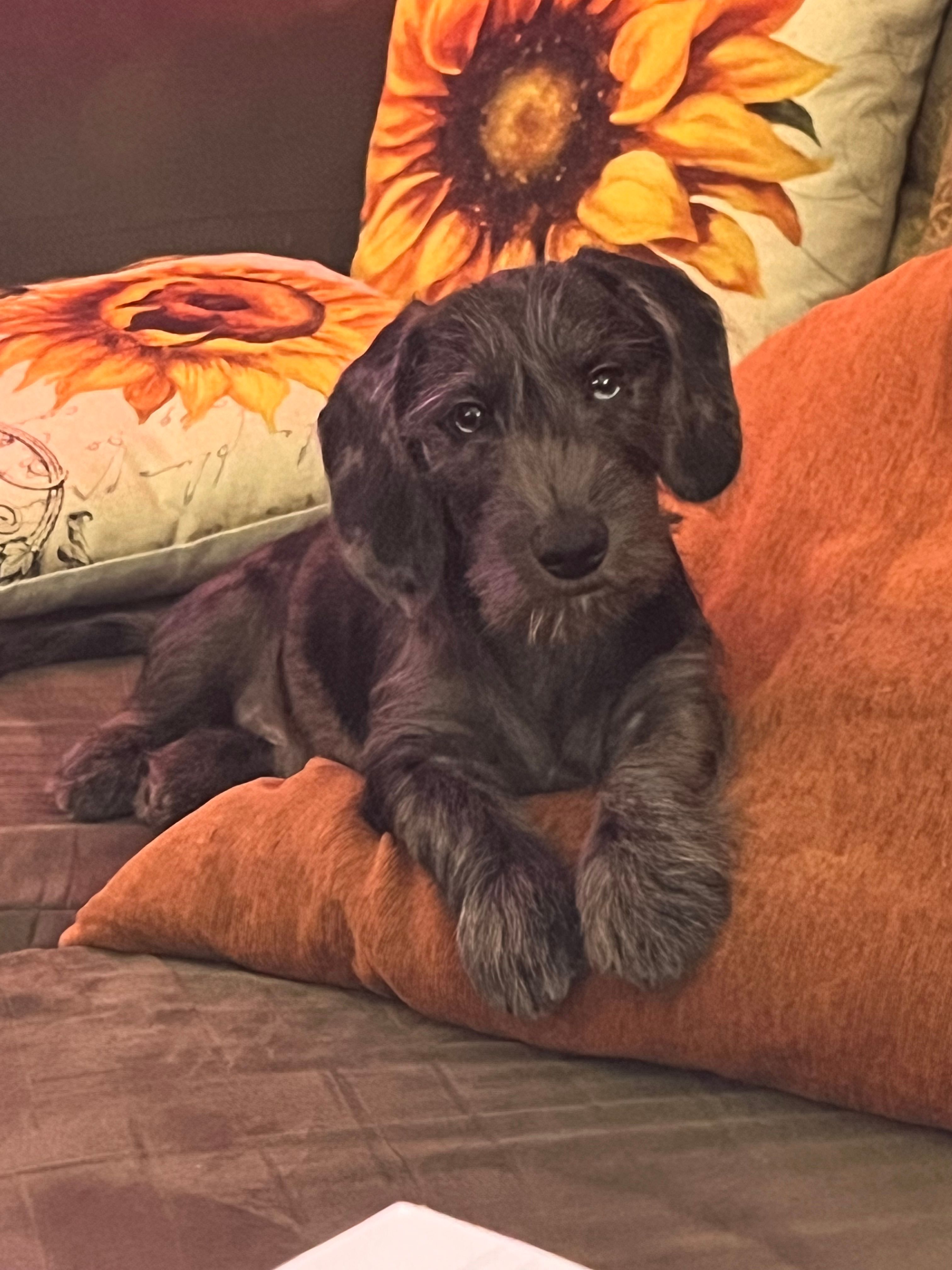 Dachshund Boy /Wiry – Miniature Dachshund puppy for sale in Spotsylvania Courthouse, VA