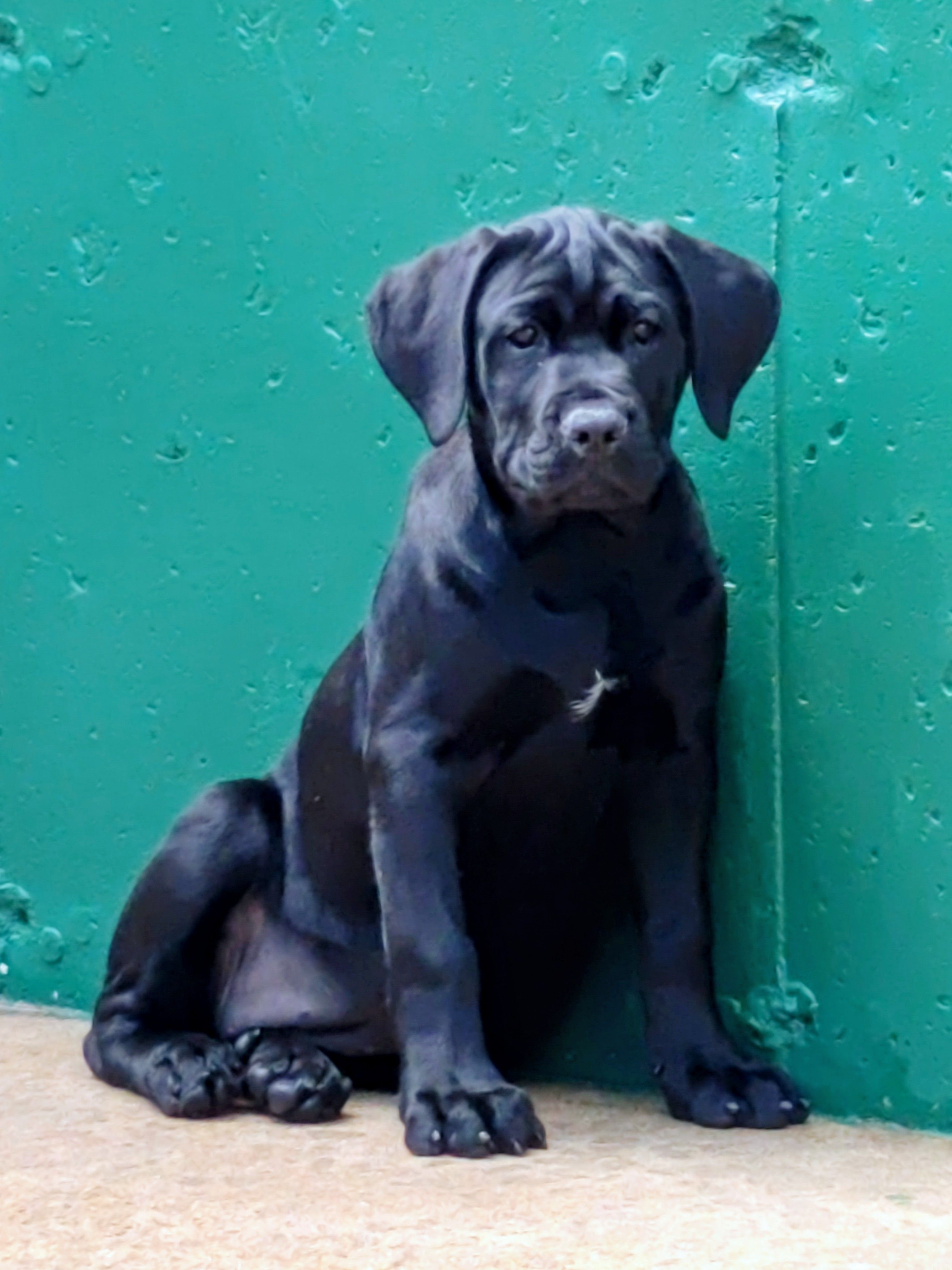 Ariel – Cane Corso puppy for sale in Mountain Home, AR