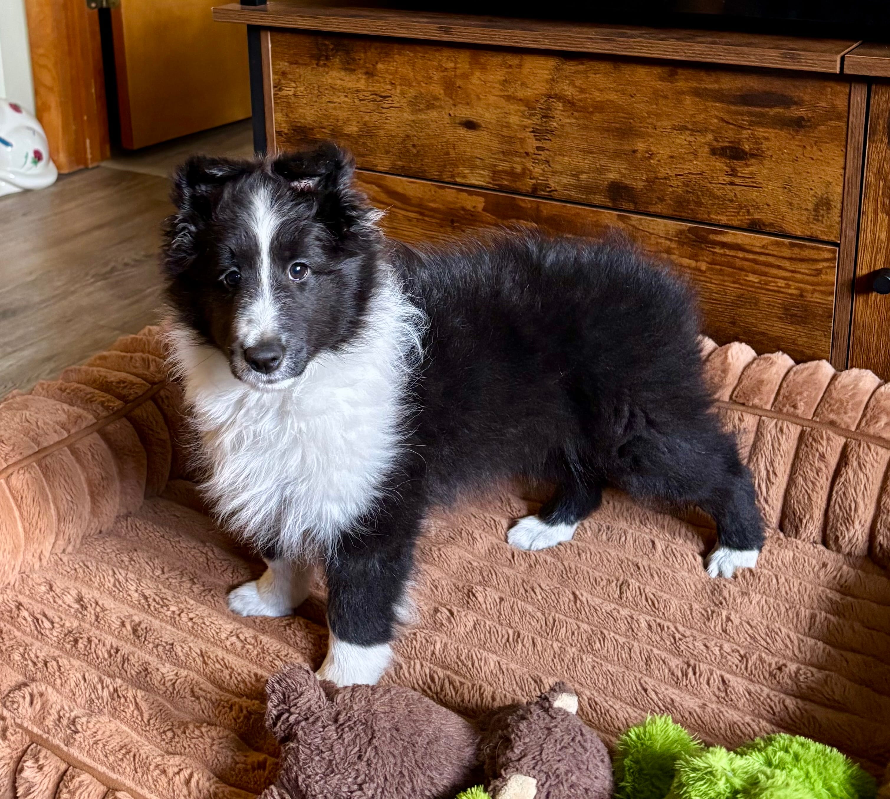 Claire – Shetland Sheepdog puppy for sale in Oakland, MD