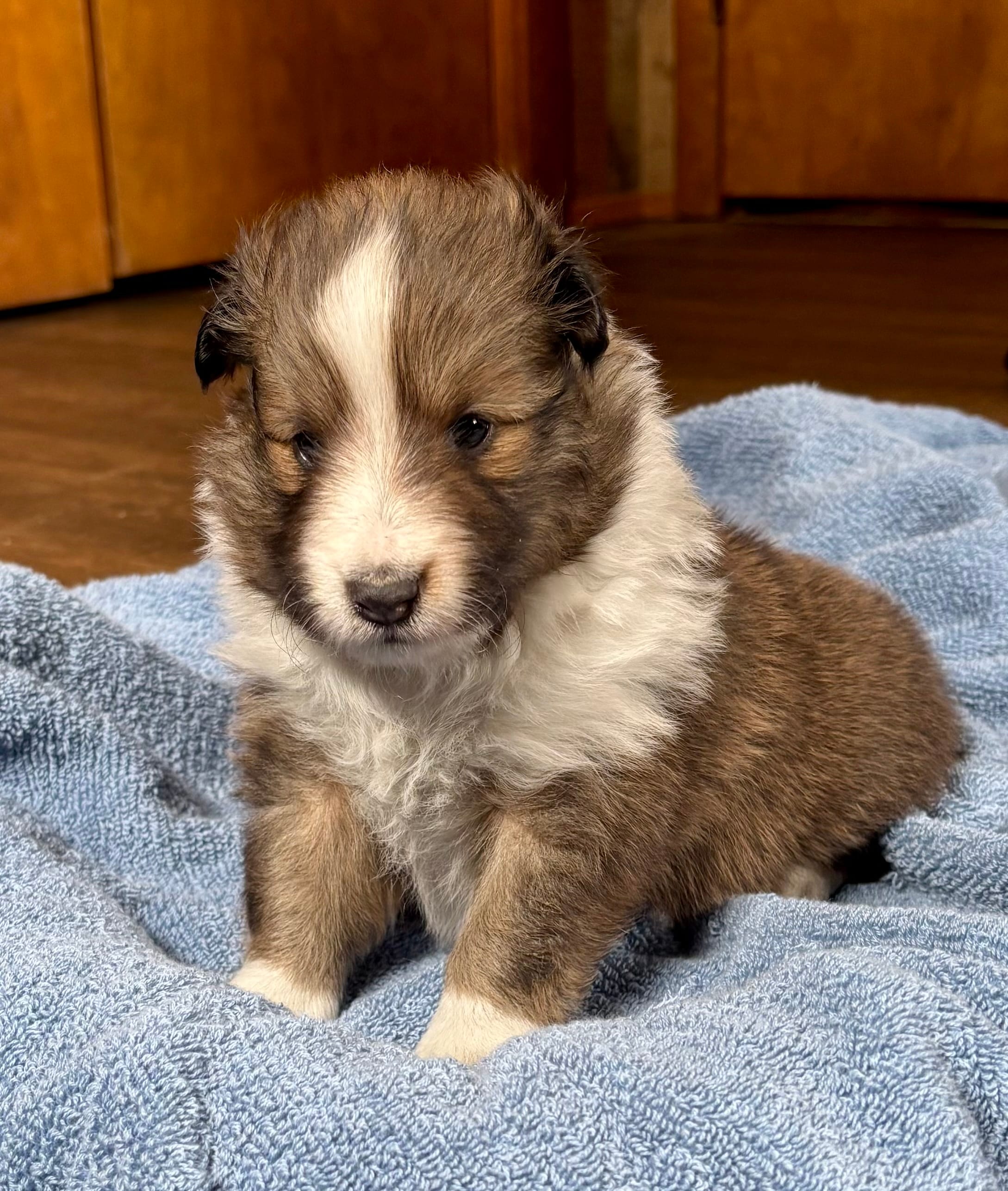 Sable female  – Shetland Sheepdog puppy for sale in Oakland, MD