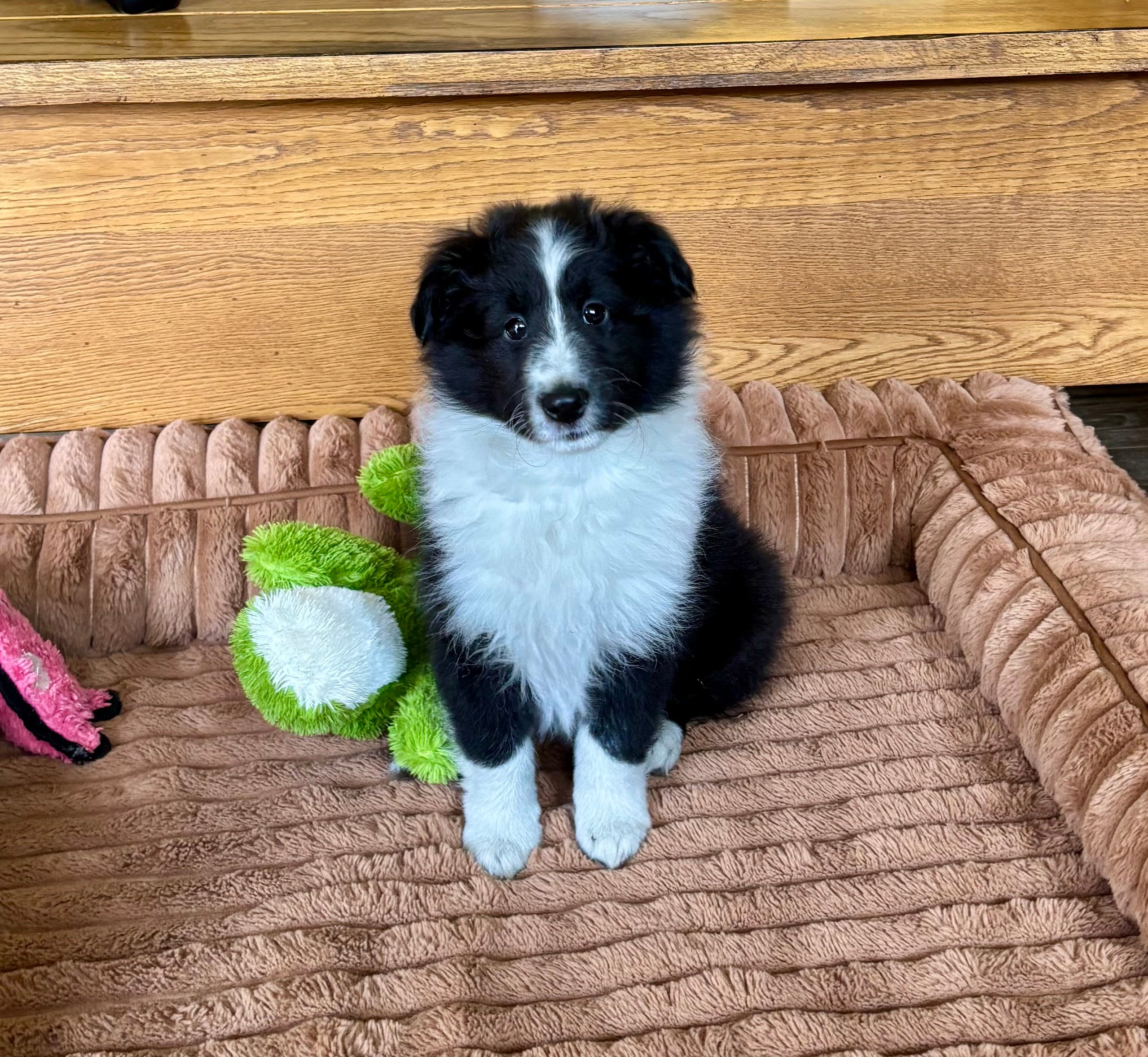 Claire – Shetland Sheepdog puppy for sale in Oakland, MD
