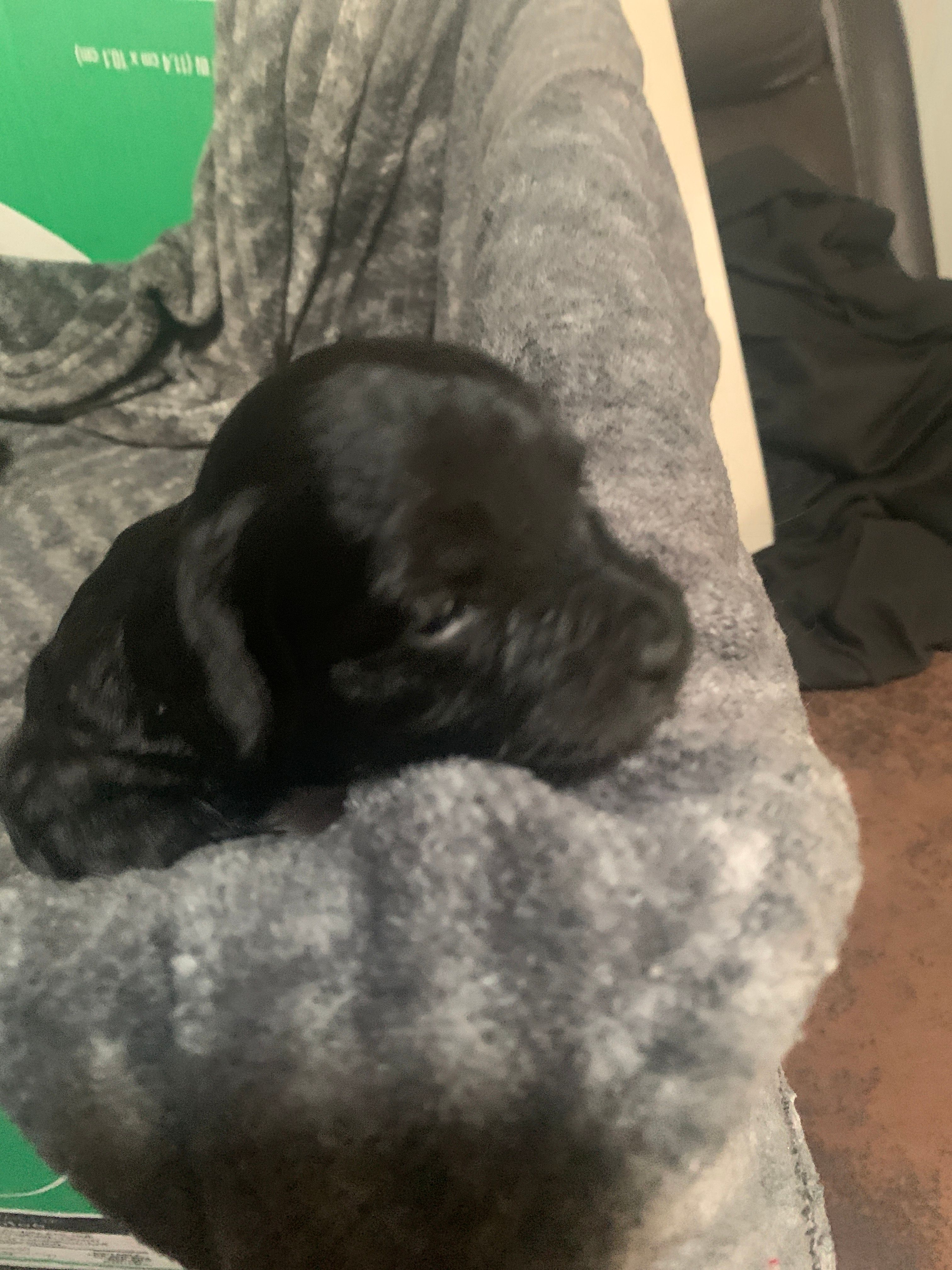 Bullet – Yorkipoo puppy for sale in Hayward, CA