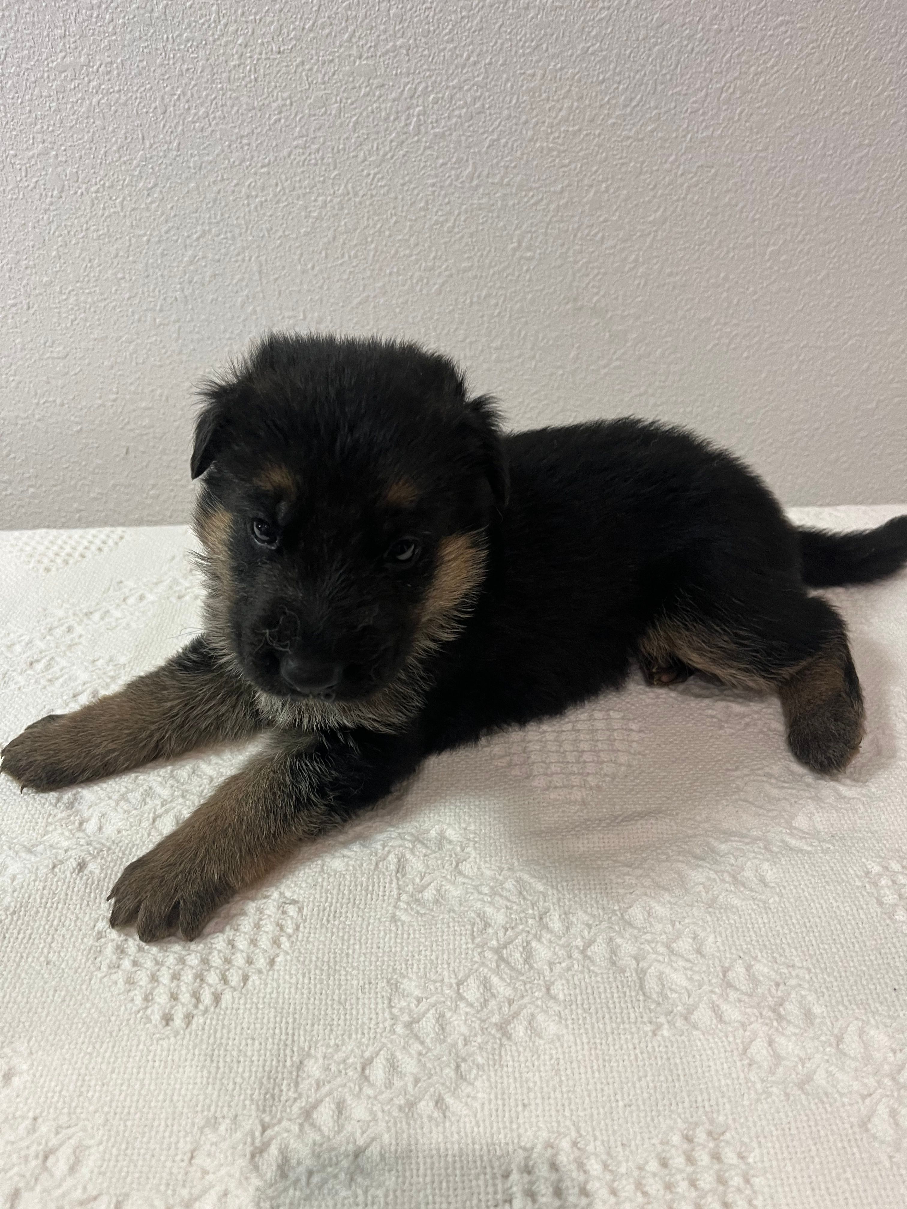 Yellow girl – German Shepherd Dog puppy for sale in Green Forest, AR