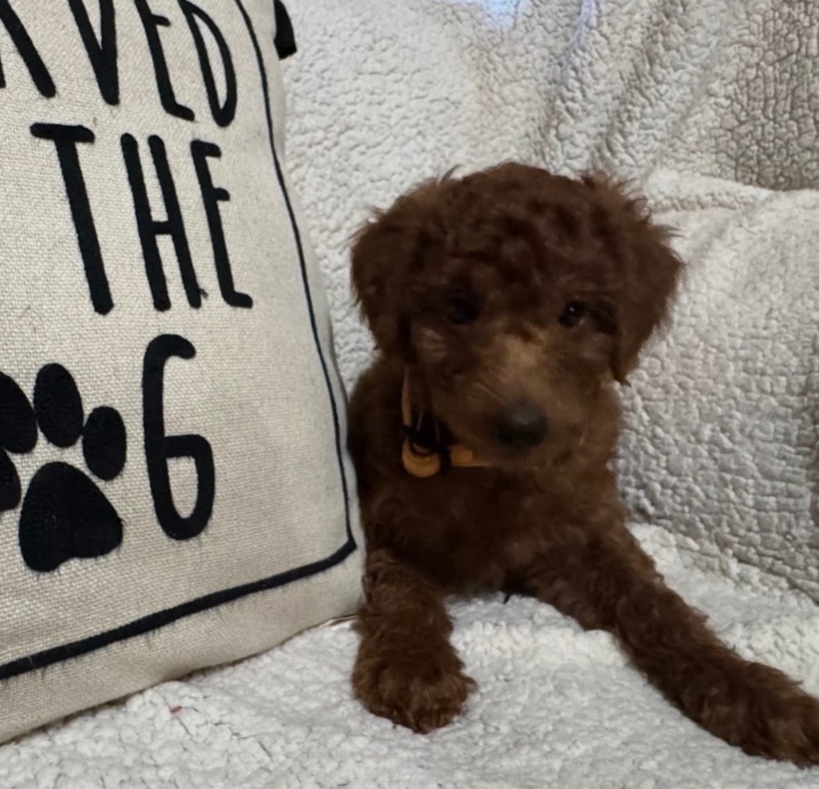 Orange-Boy – Poodle - Miniature  puppy for sale in Idaho Falls, ID