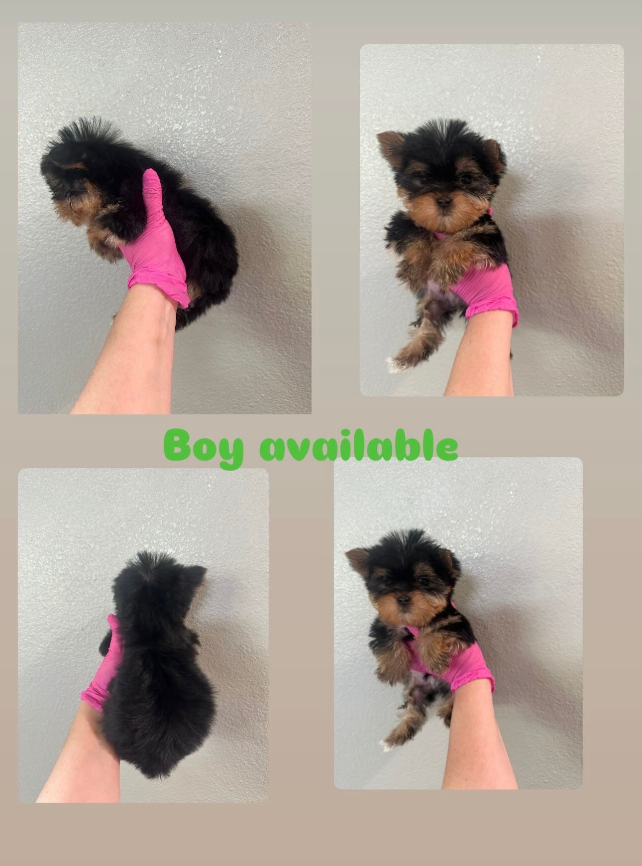 Boy  – Yorkshire Terrier puppy for sale in Sacramento, CA