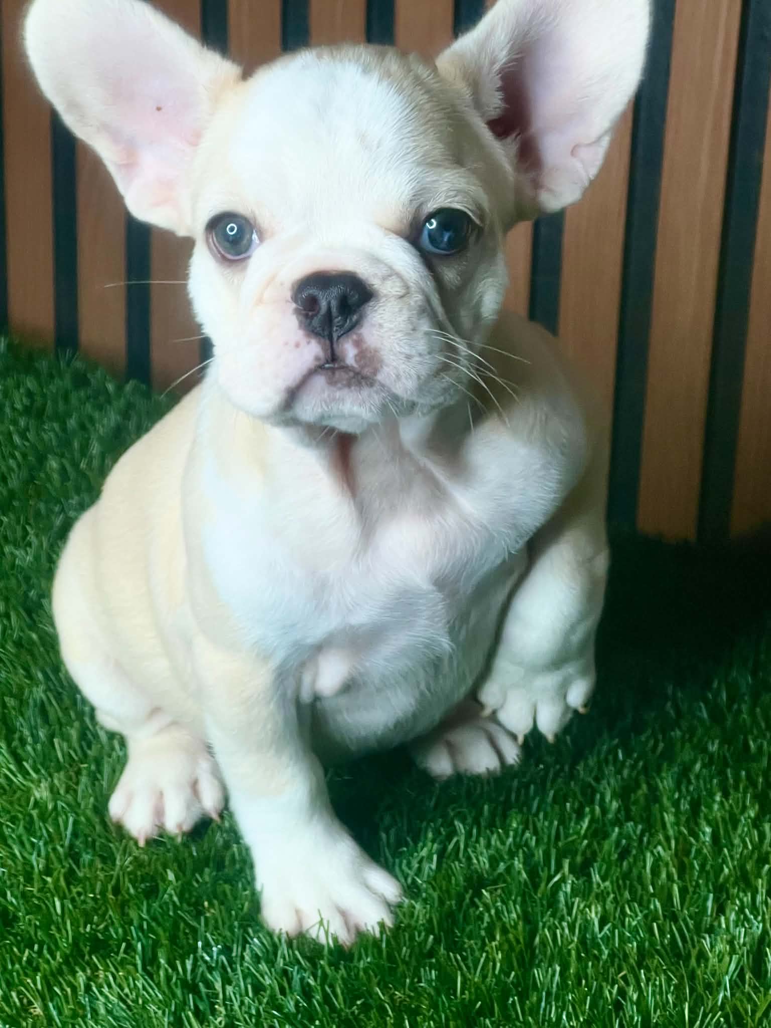 Marshmallow (husky) – French Bulldog puppy for sale in Miami, FL