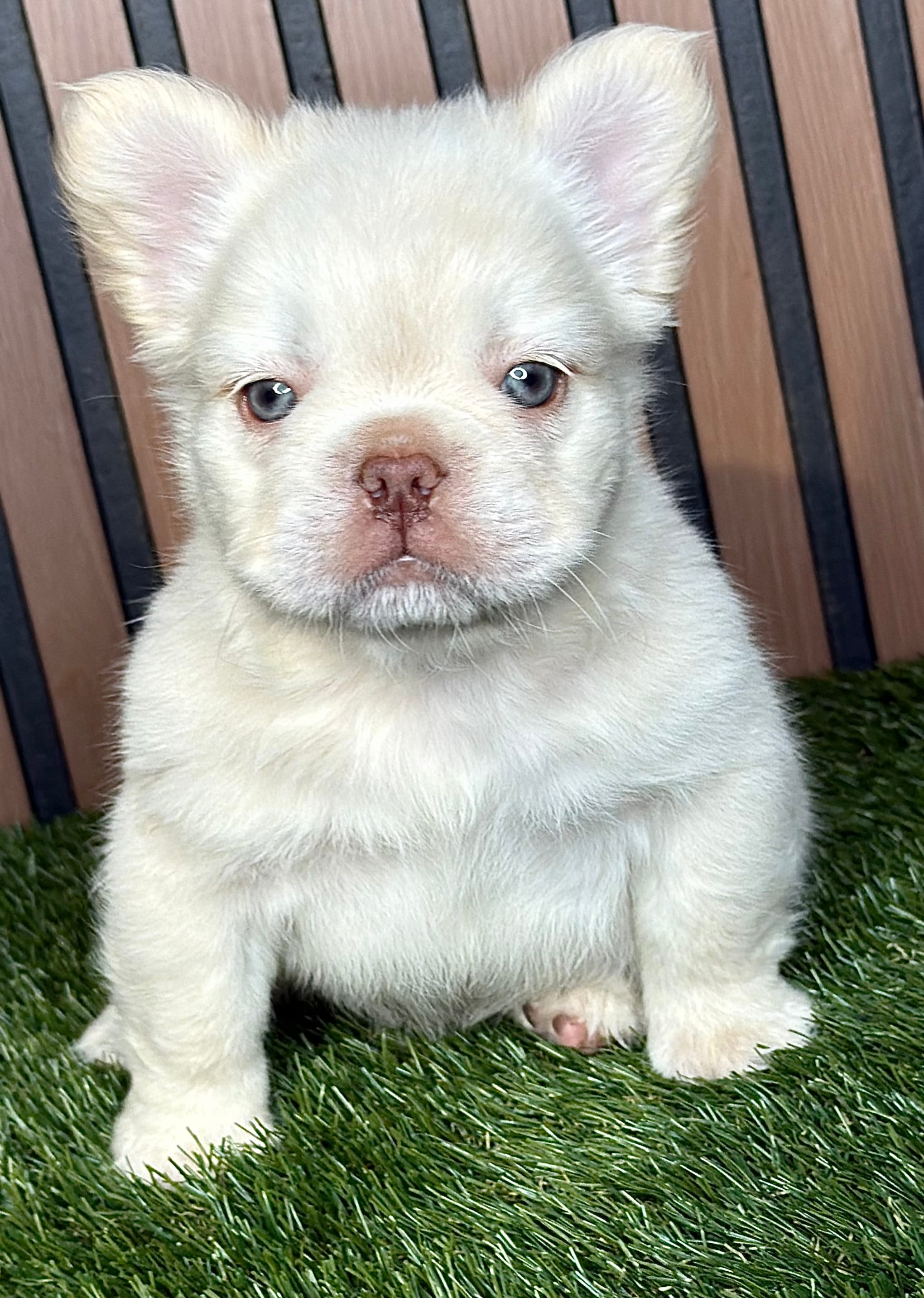 Polo Bear – French Bulldog puppy for sale in Miami, FL