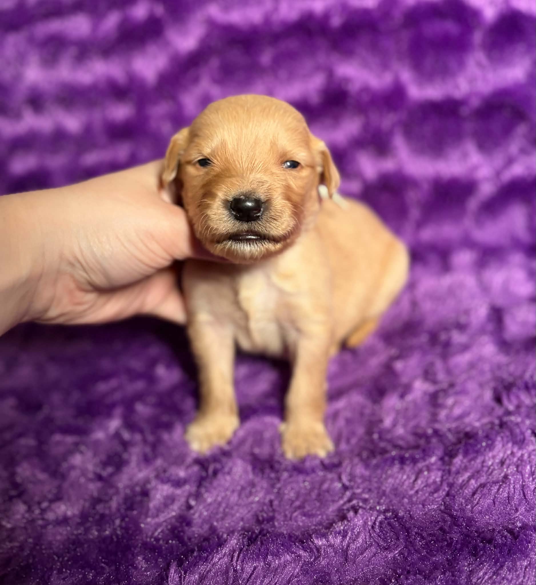 Bogo  – Golden Retriever puppy for sale in Newton Falls, OH
