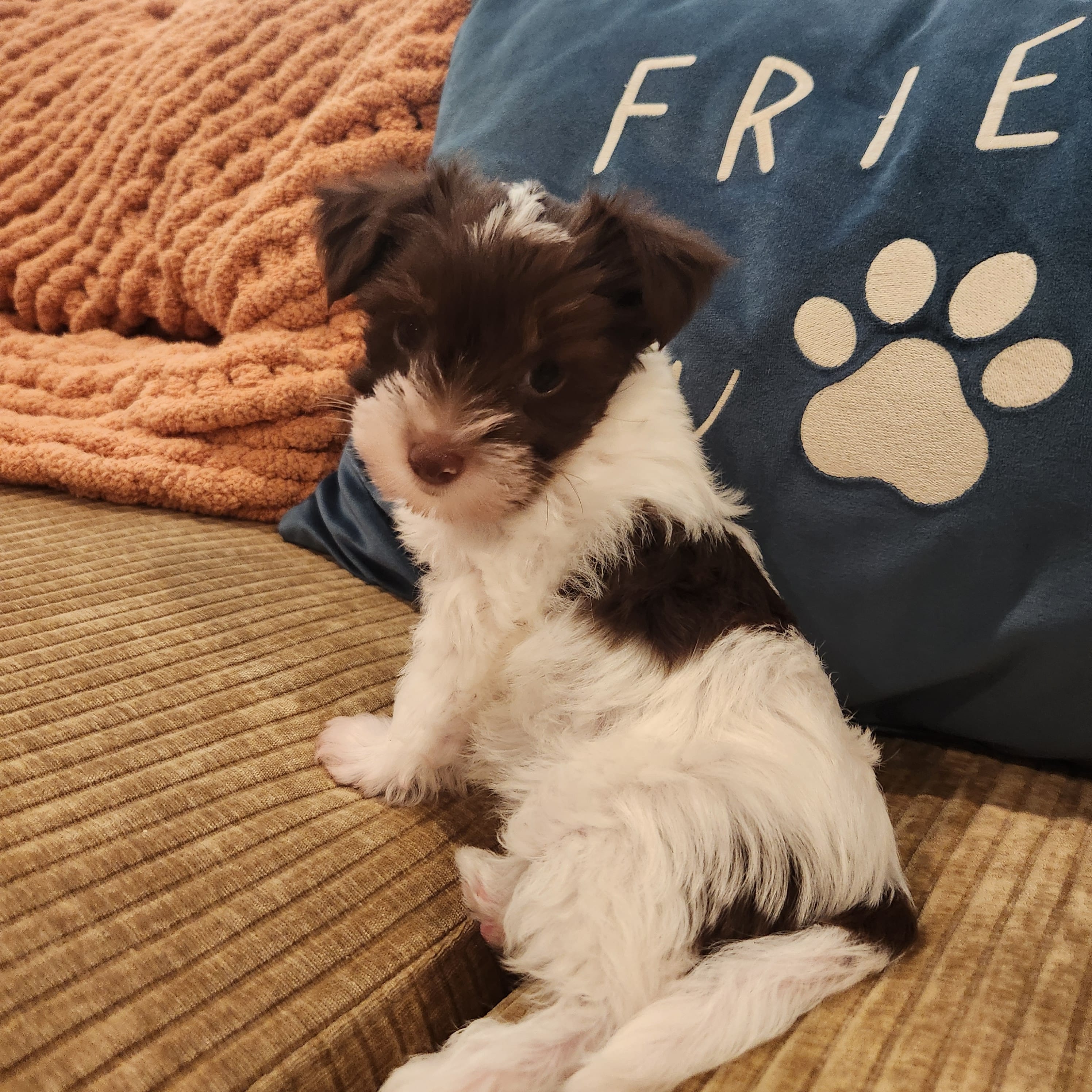 Gus Gus – Yorkshire Terrier puppy for sale in Wagener, SC