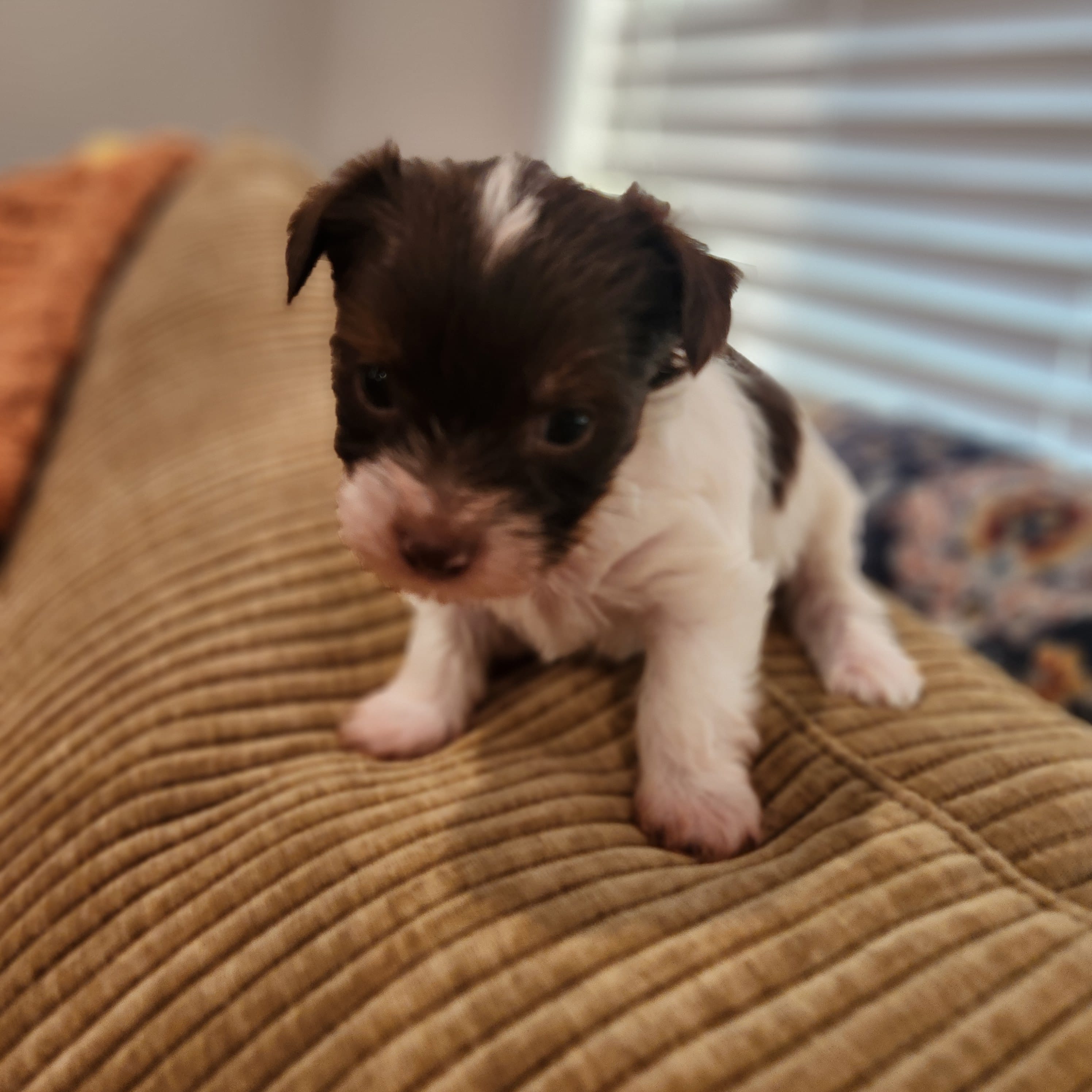 Gus Gus – Yorkshire Terrier puppy for sale in Wagener, SC
