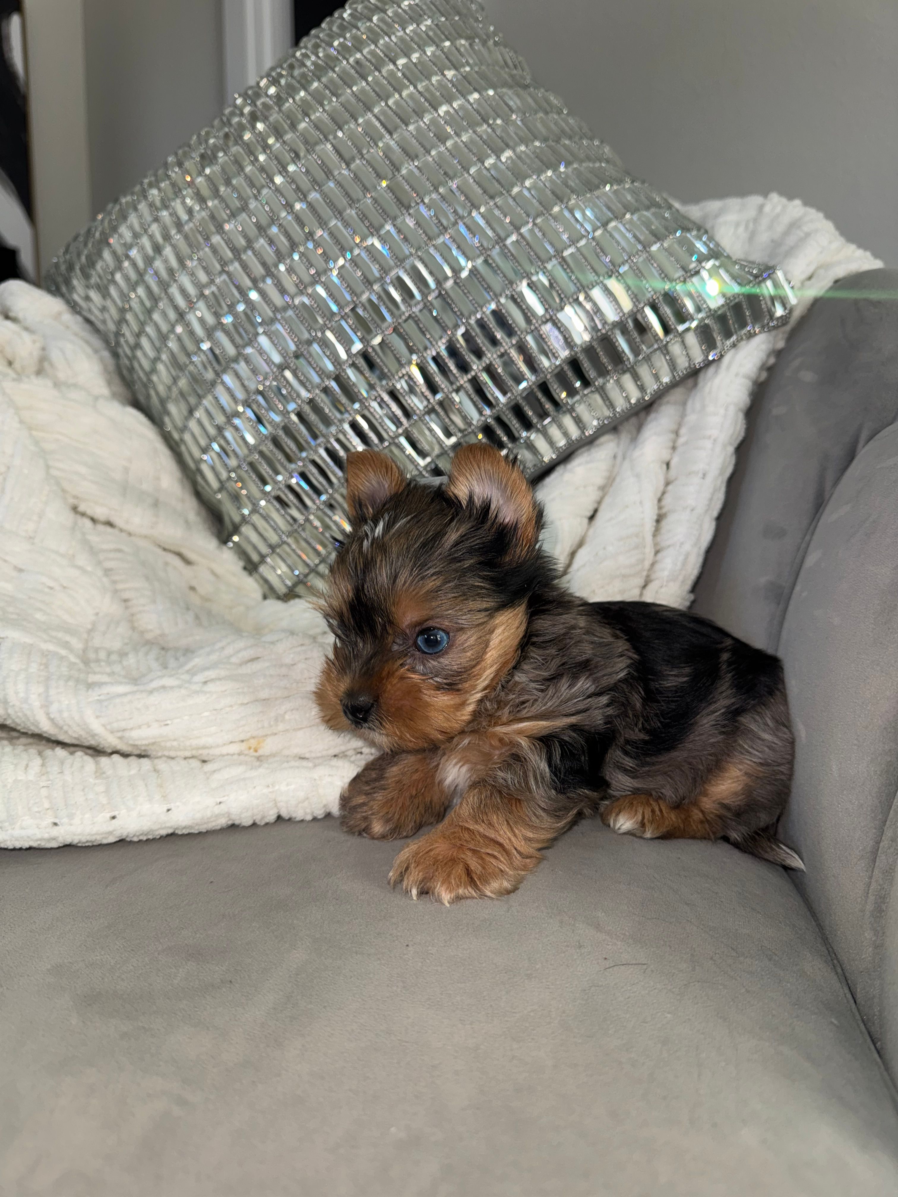 Cruz  – Yorkshire Terrier puppy for sale in Houston, TX