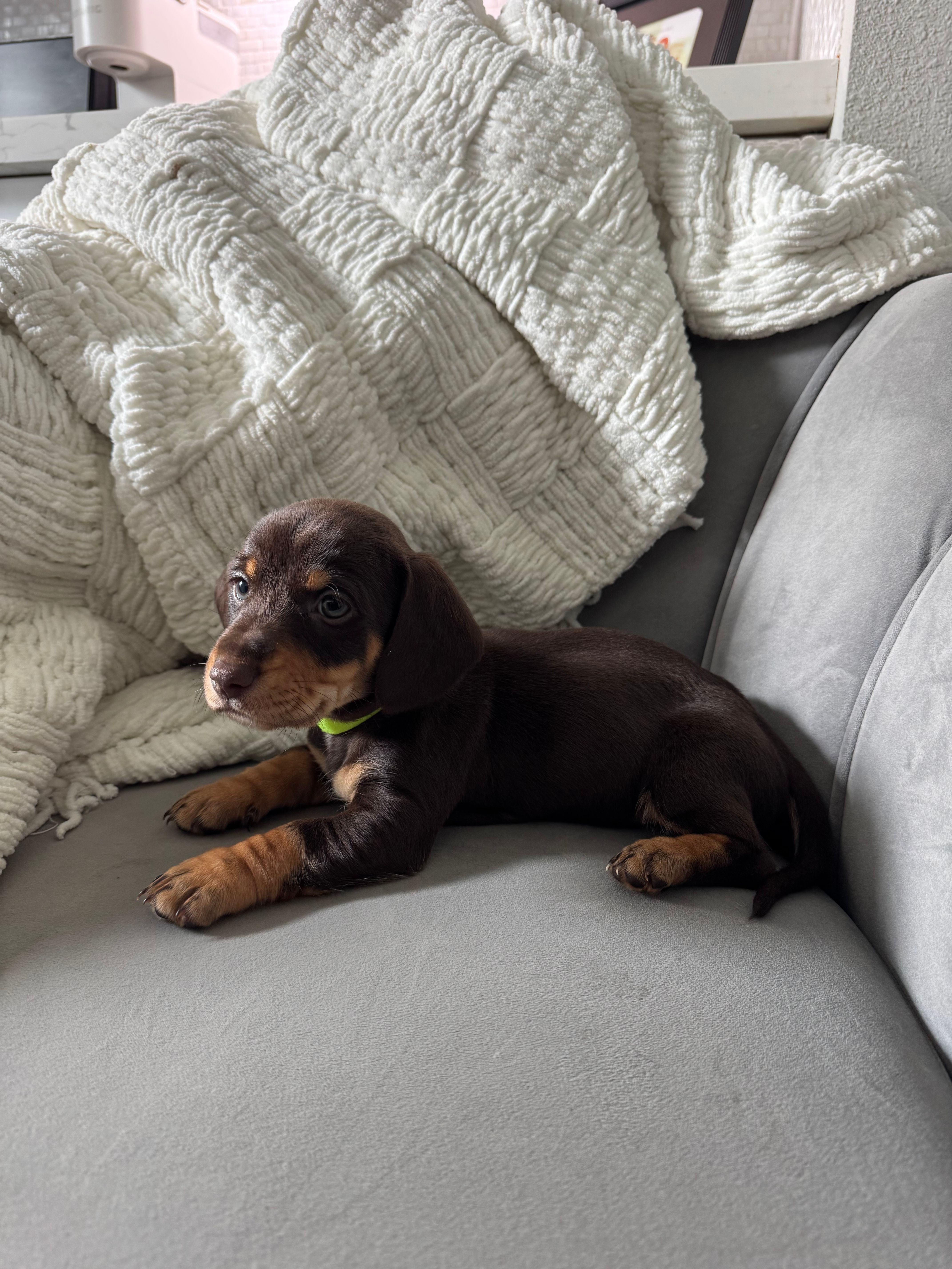 Brudus – Miniature Dachshund puppy for sale in Houston, TX