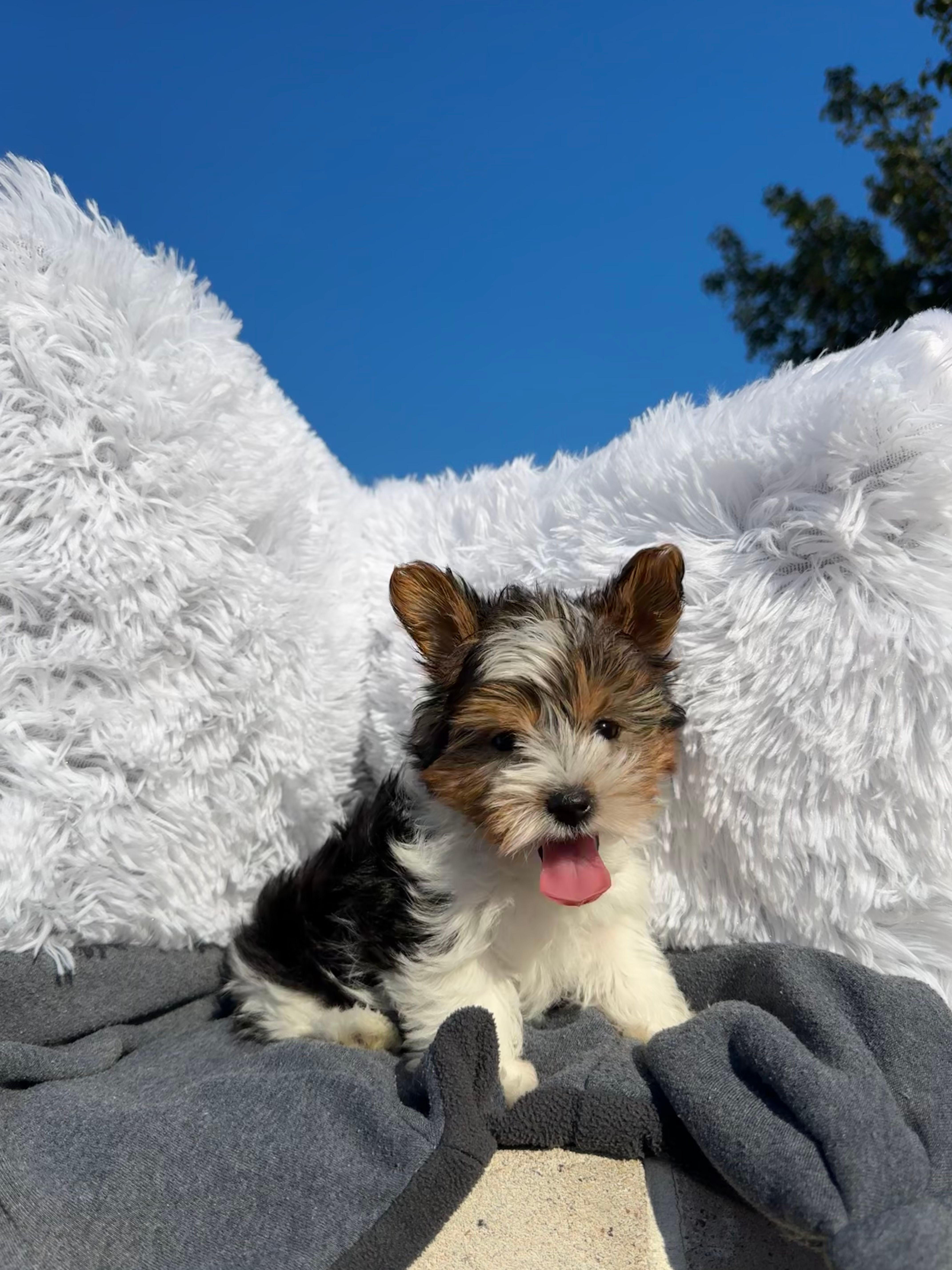 Miracle – Yorkshire Terrier puppy for sale in Houston, TX