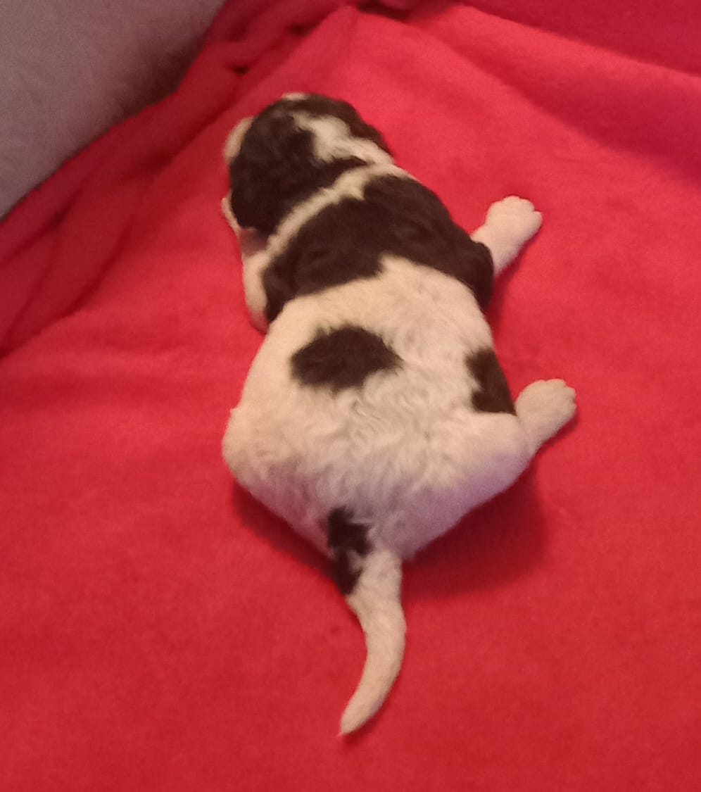 Black and white #3 girl – Poodle - Multi-Colored Standard, Poodle - Standard  puppy for sale in Liberty, KY