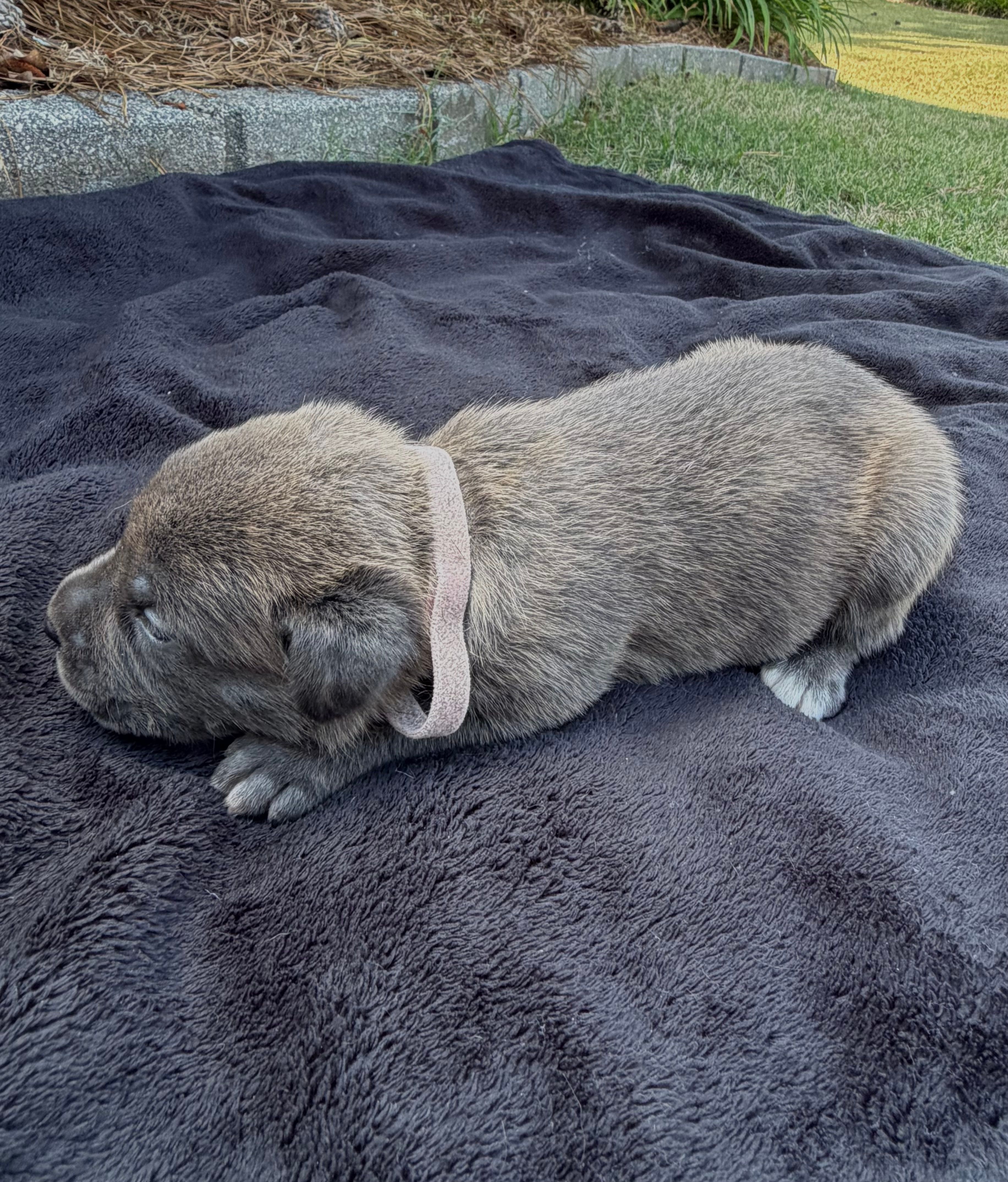 PINK – Cane Corso puppy for sale in Loganville, GA