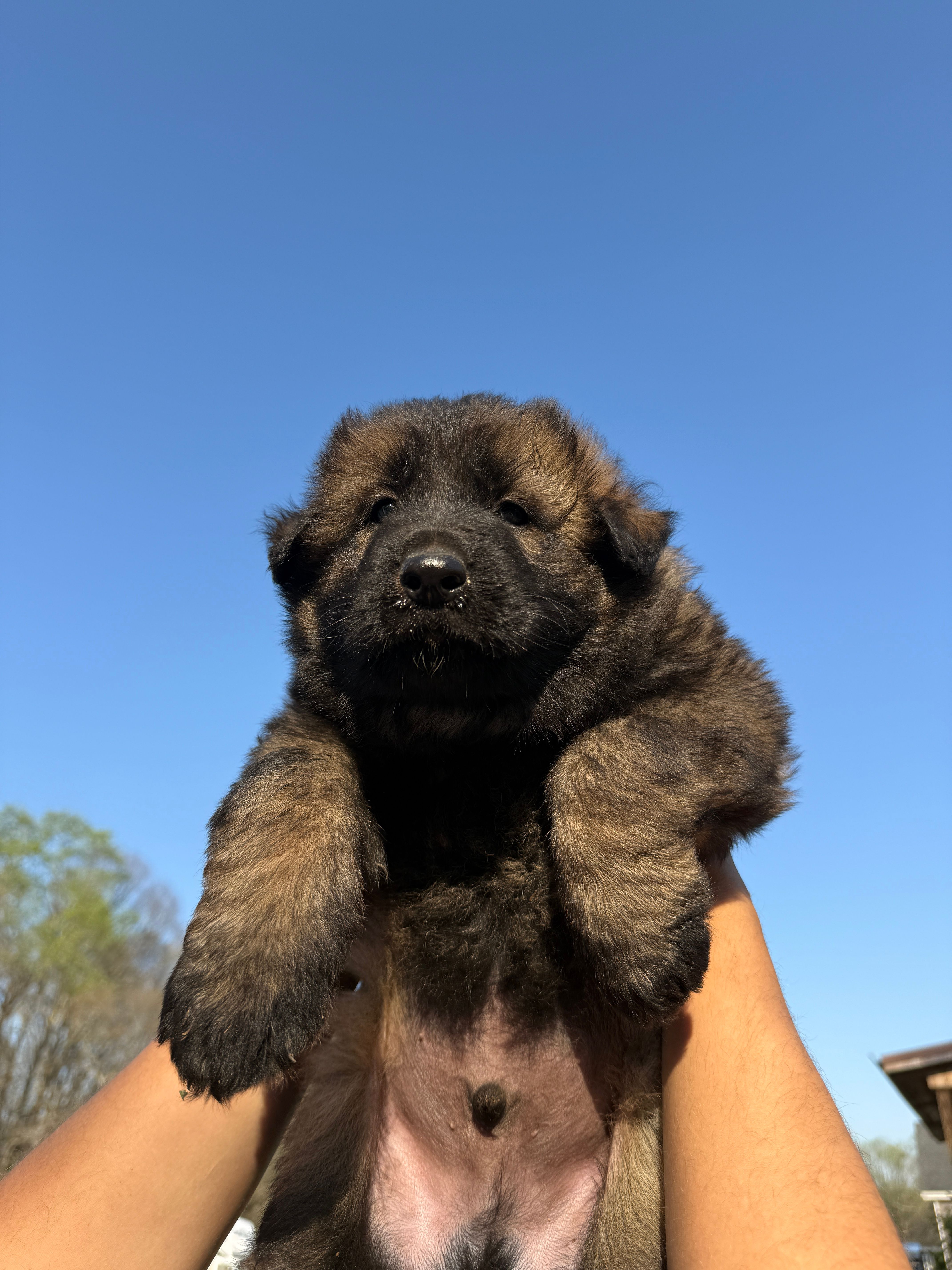 AKC GSD Spring puppy #1  – German Shepherd Dog puppy for sale in Athens, GA