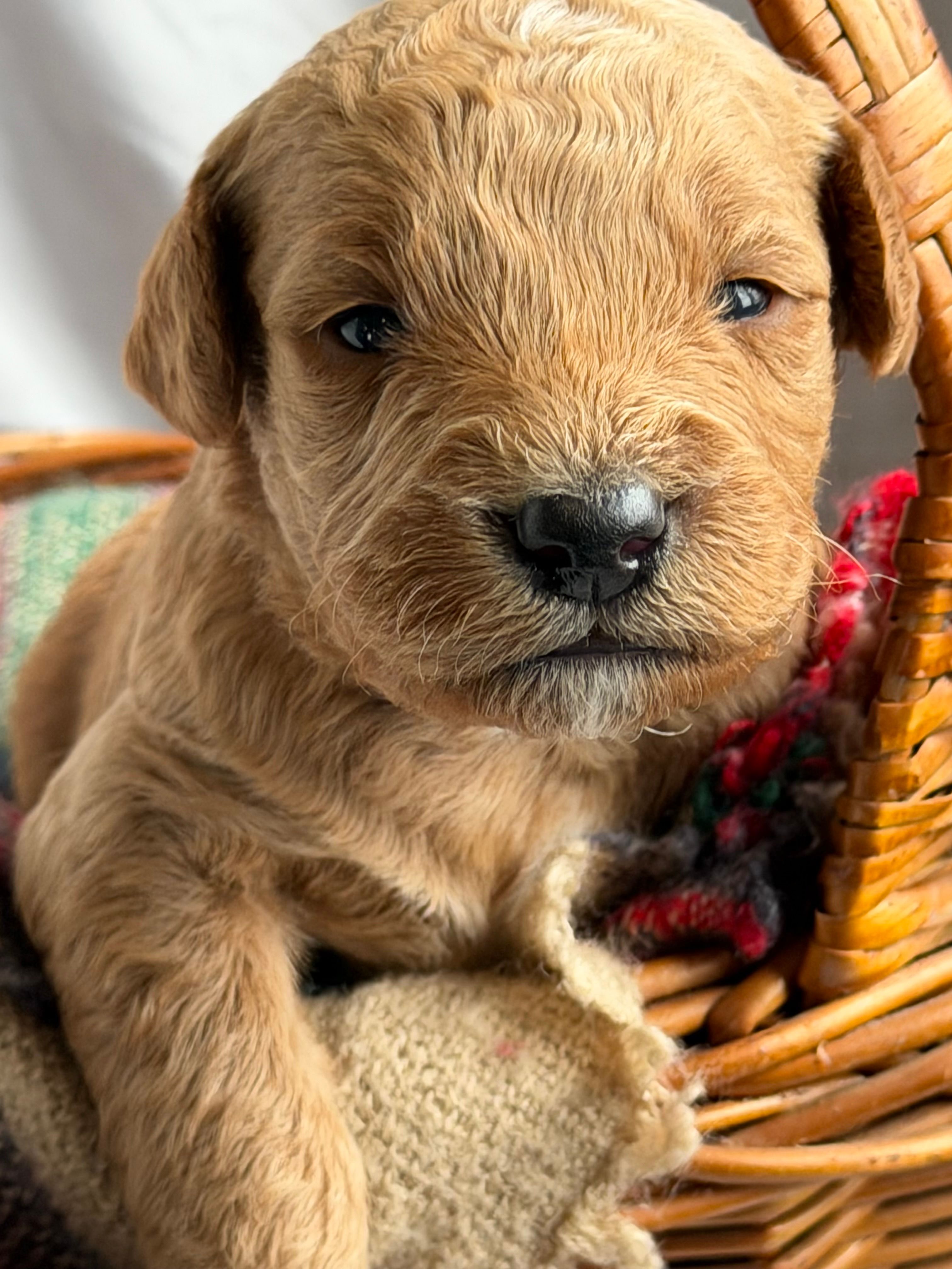 SALSA – Miniature Goldendoodle puppy for sale in Hastings, MI