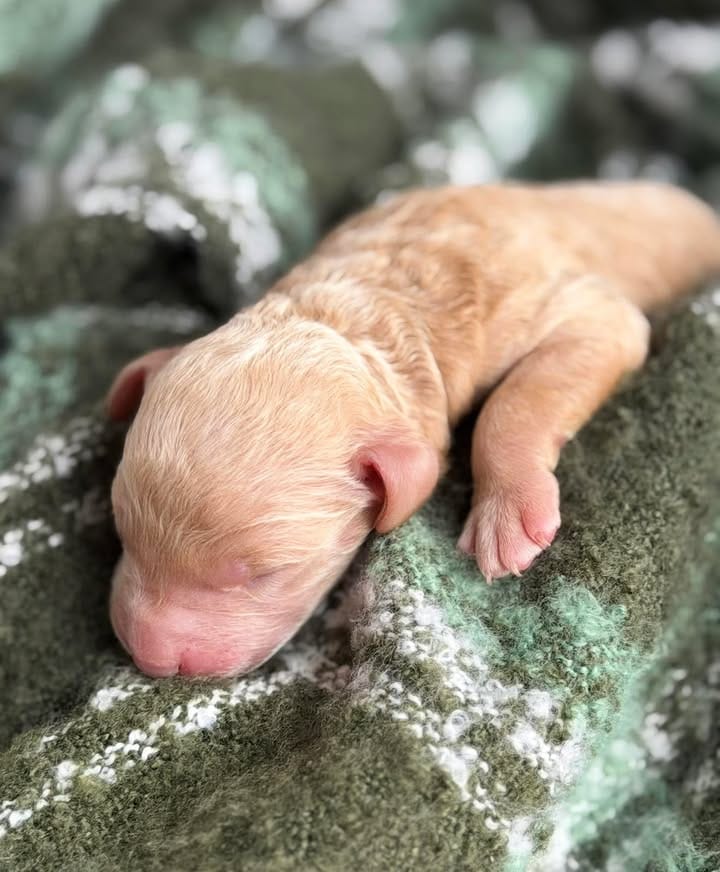 WALTZ – Miniature Goldendoodle puppy for sale in Hastings, MI