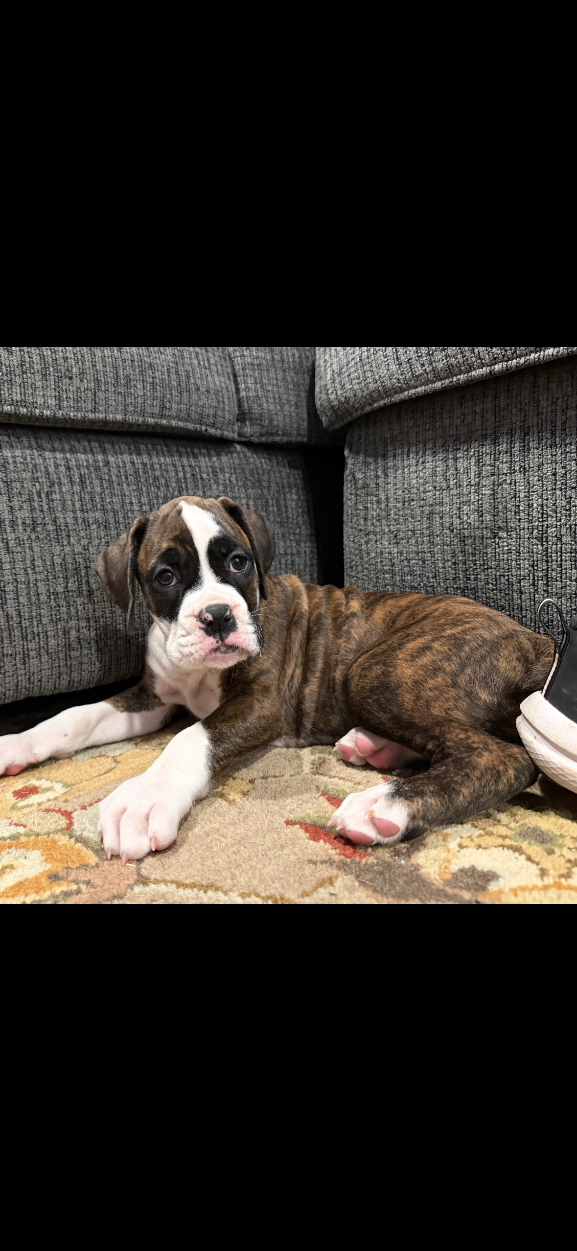 Male puppy-B – Boxer puppy for sale in Cleveland, AL
