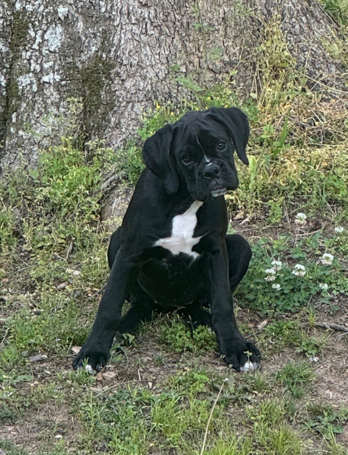 sealed – Boxer puppy for sale in Cleveland, AL