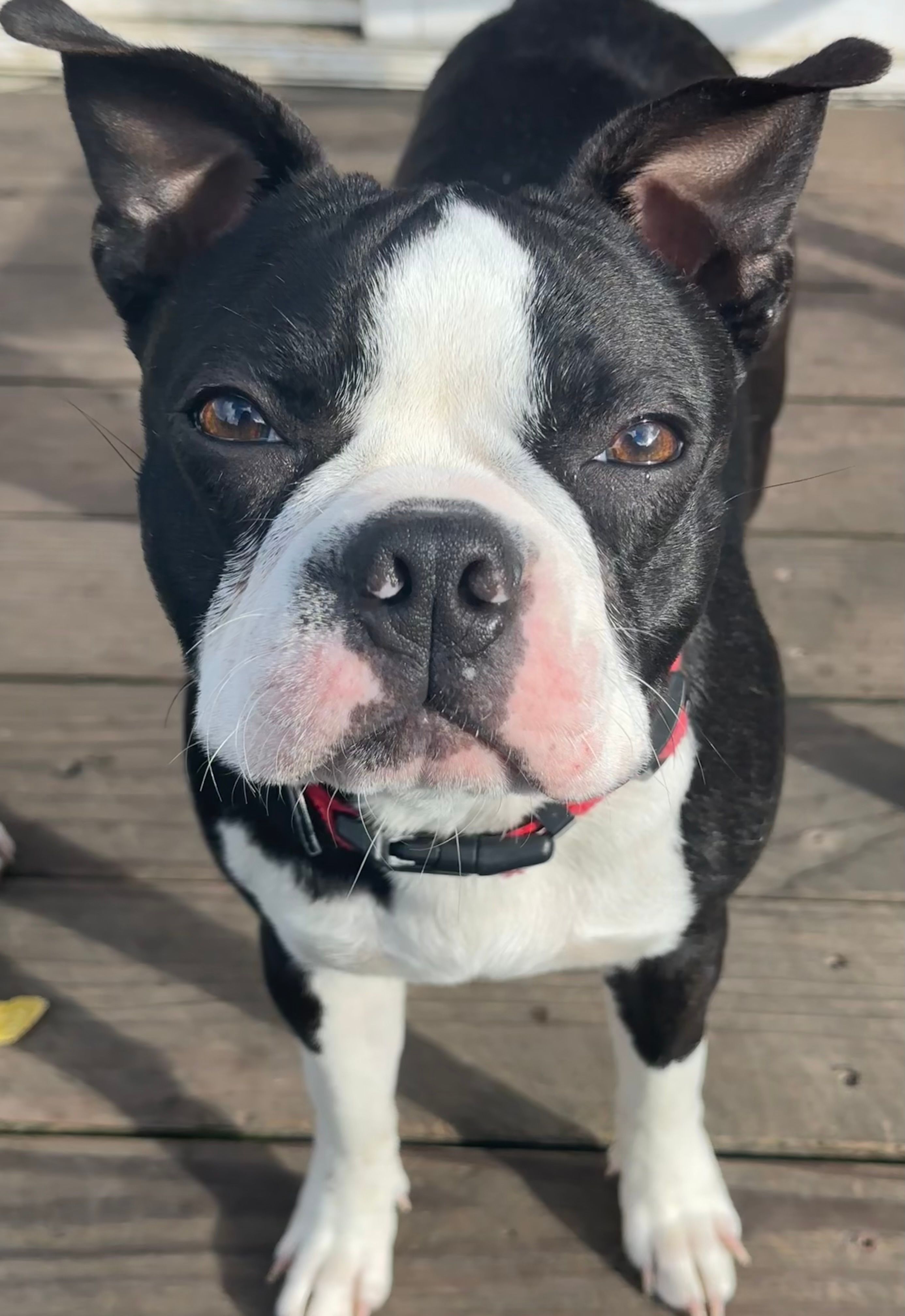 BUTTERS – Boston Terrier puppy for sale in Santa Rosa, CA