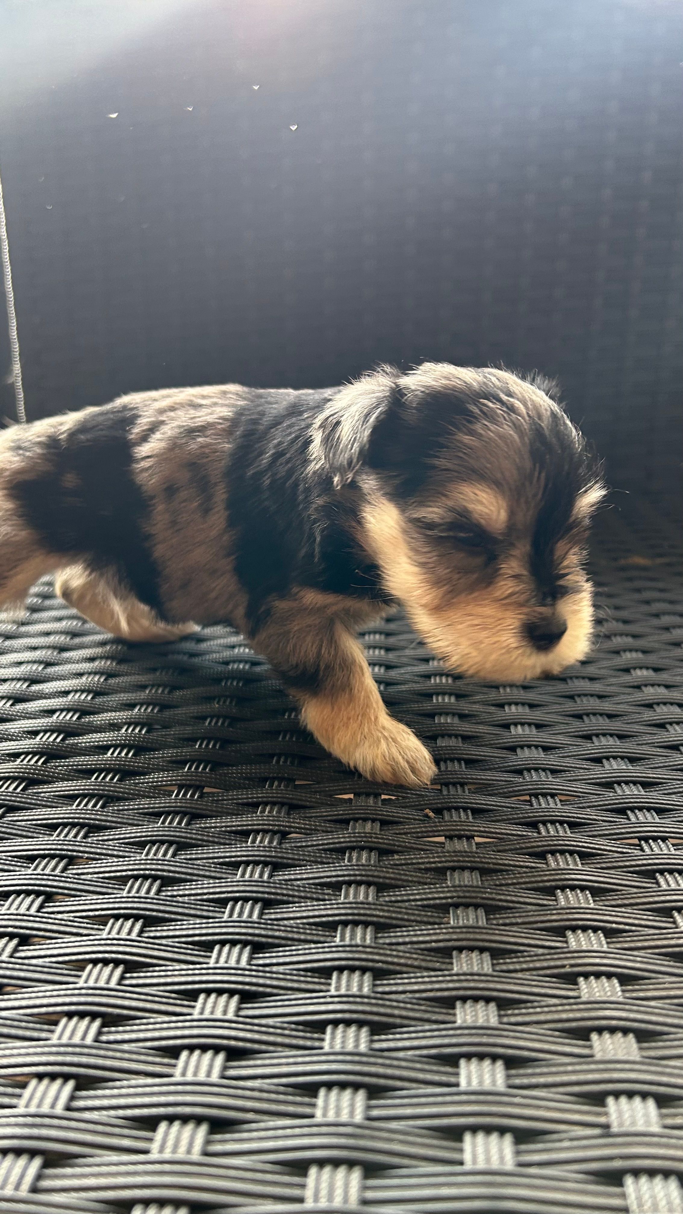 Rocky Jr – Miniature Schnauzer puppy for sale in Ruskin, FL