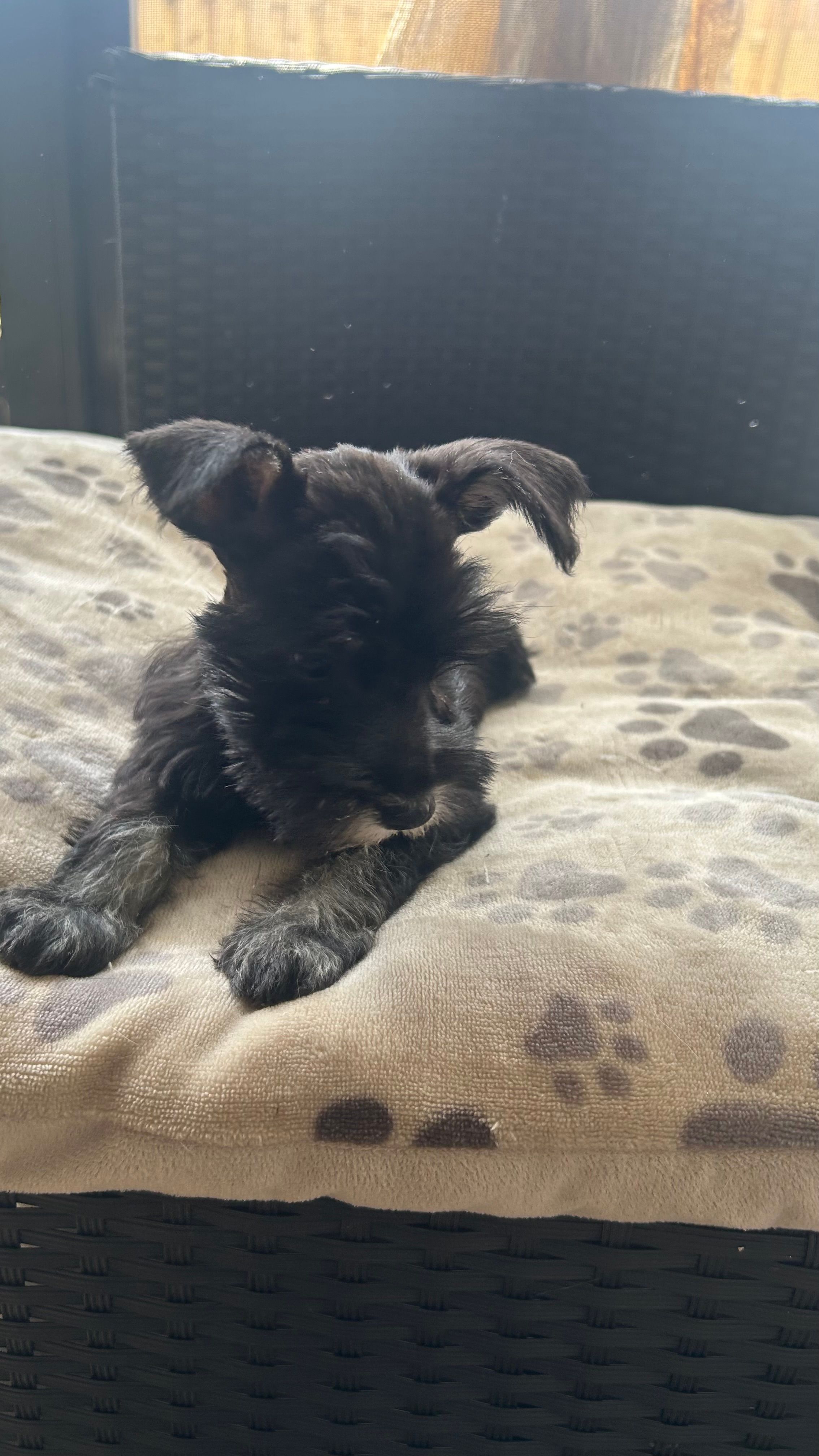 Lucas  – Miniature Schnauzer puppy for sale in Ruskin, FL