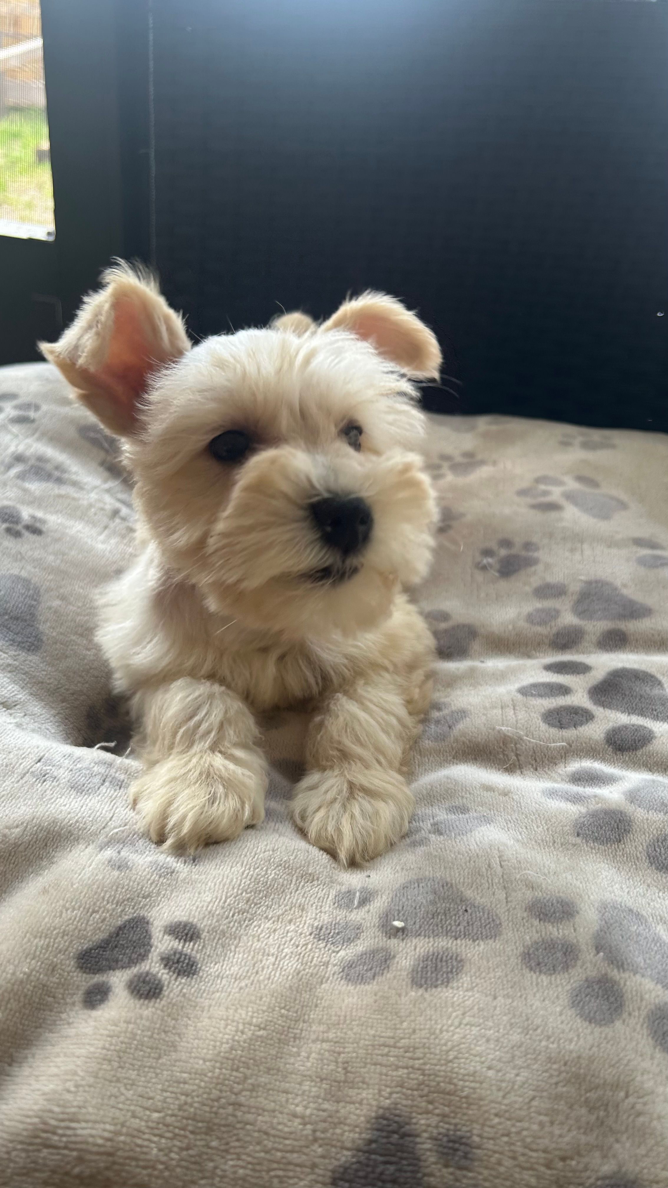 Cinnamon  – Miniature Schnauzer puppy for sale in Ruskin, FL